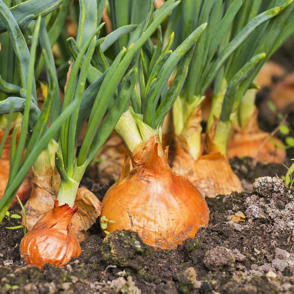 [Local Only]  Yellow Onions Jumbo Bag 10lbs, 노란 양파 점보 4.5kg - Image 3