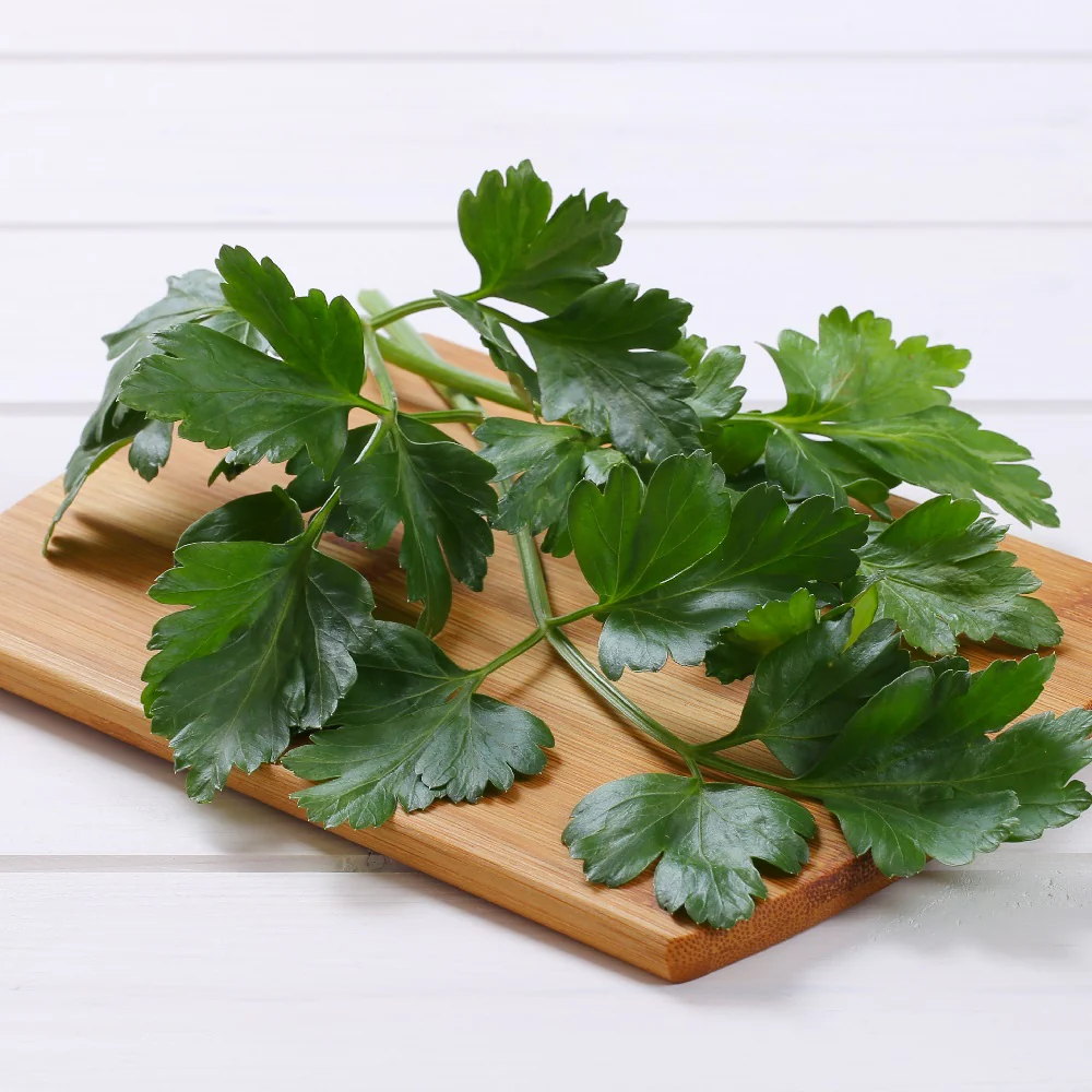 PARSLEY ITALIAN 60, 이탈리안 파슬리