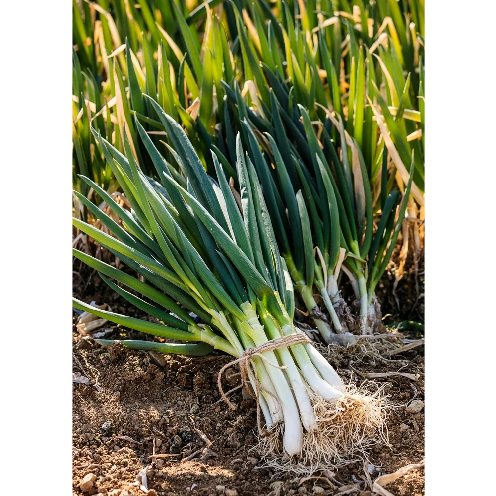 [Local Only ] Daepa 1 bunch, 대파 - Image 3