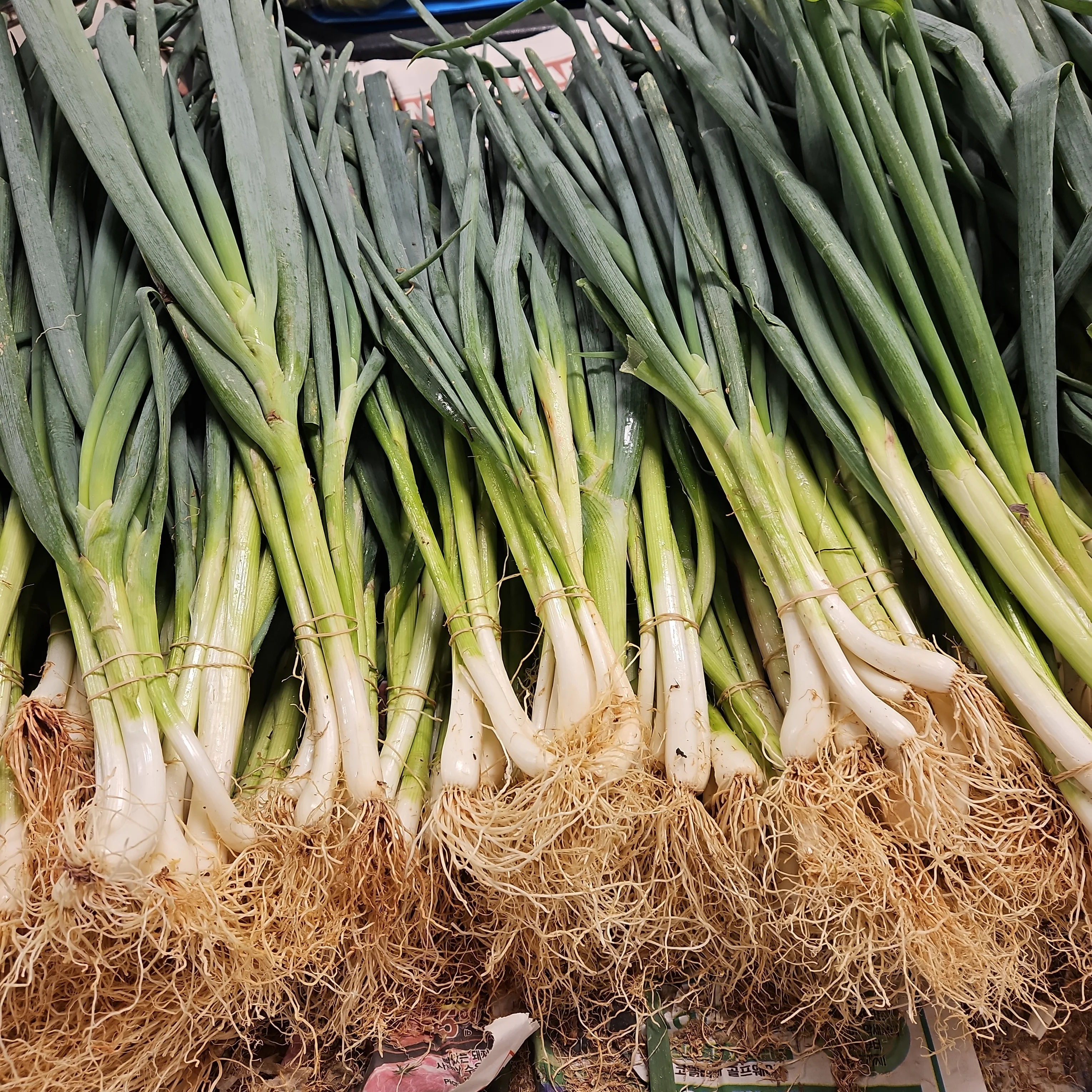 [Local Only ] Daepa 1 bunch, 대파 - Image 4