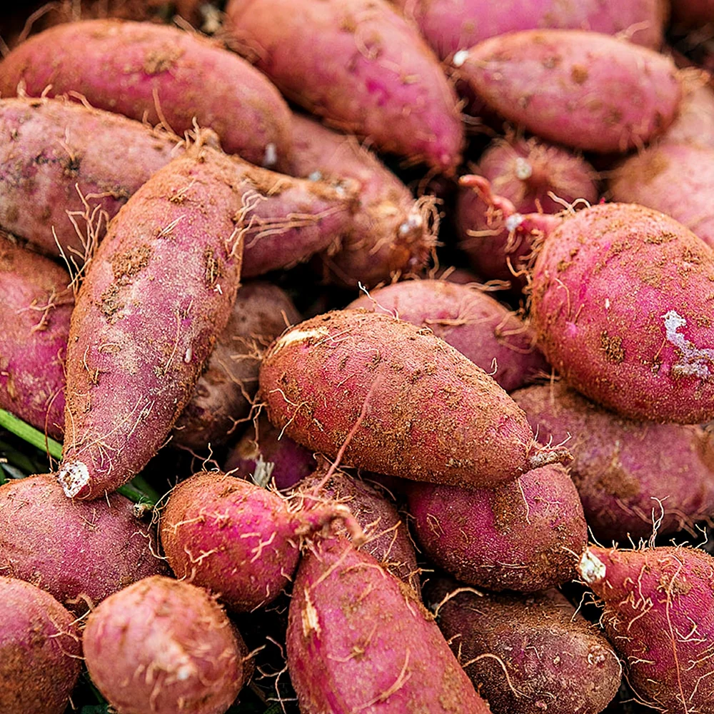 Korean Sweet Potato lb, 한국 햇고구마 453g - Image 5