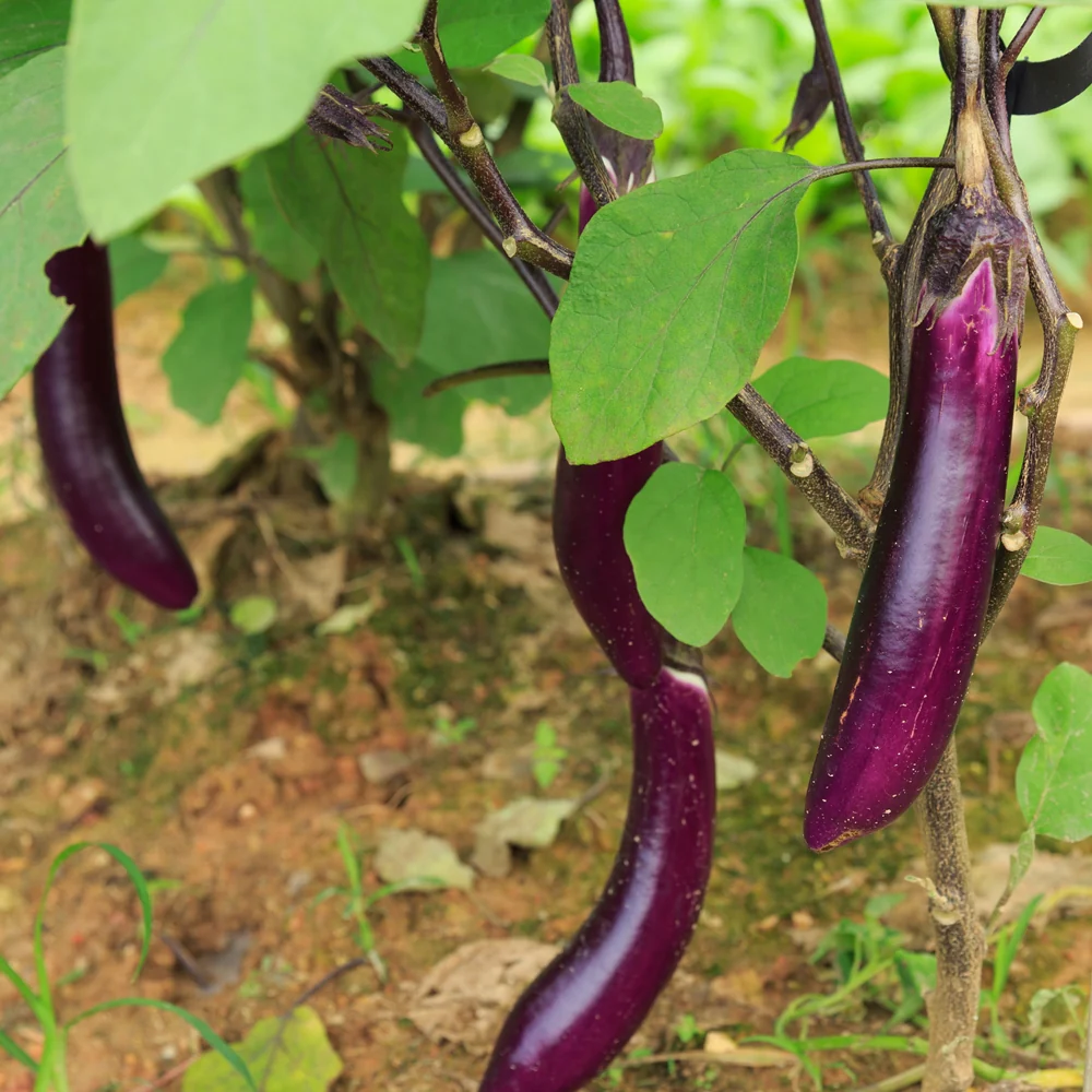 Chinese Eggplant lb, 가지 lb - Image 3