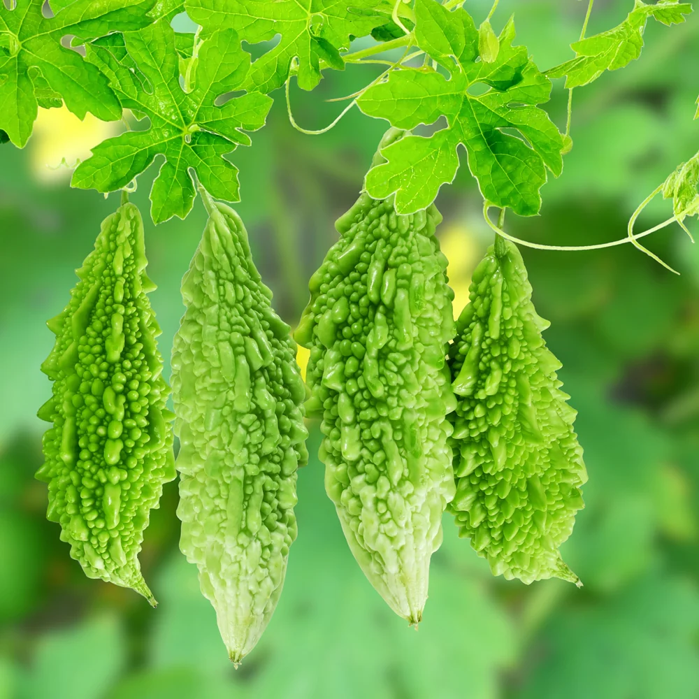 Indian Bitter Melon lb, 여주 lb - Image 3
