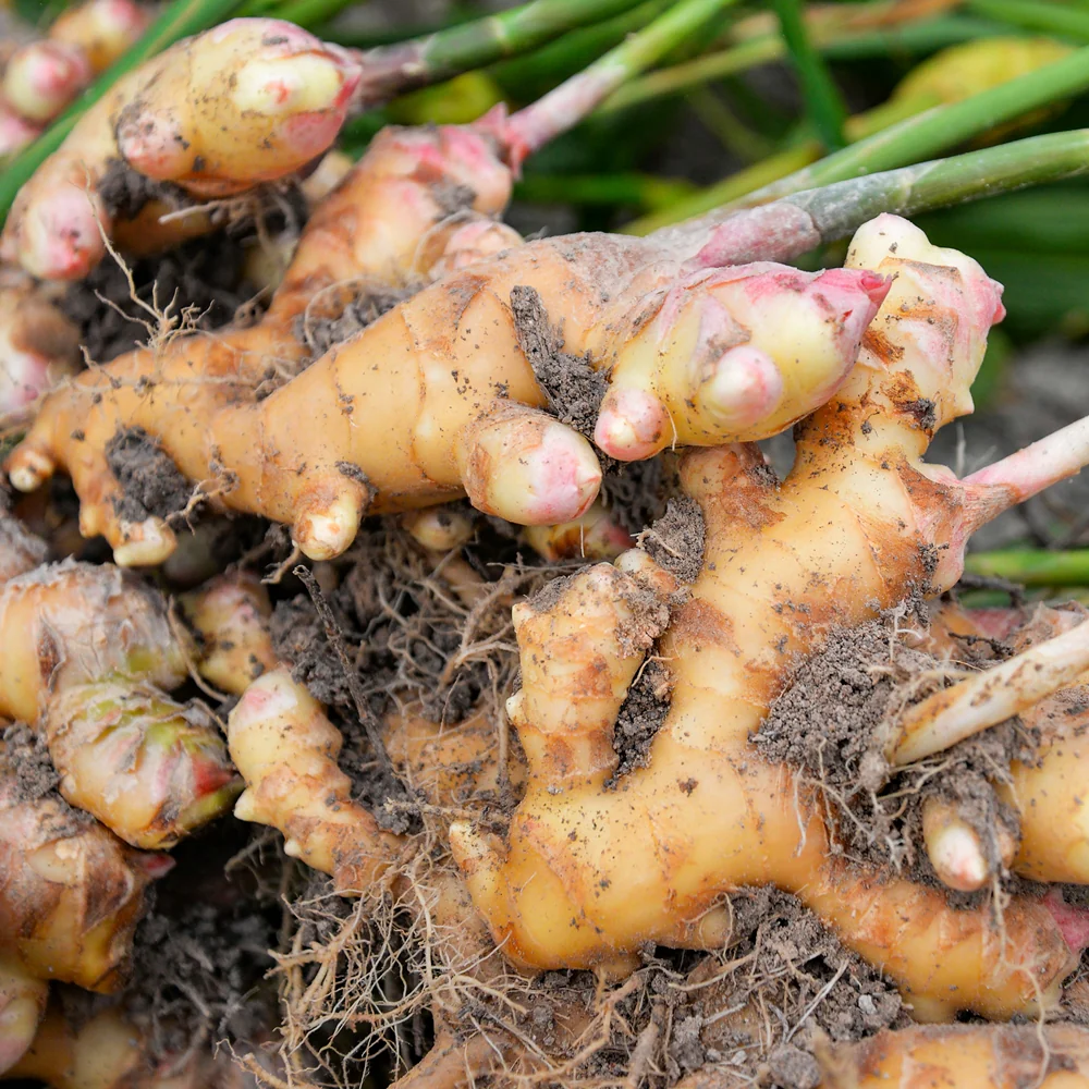 Ginger lb, 생강 lb - Image 5