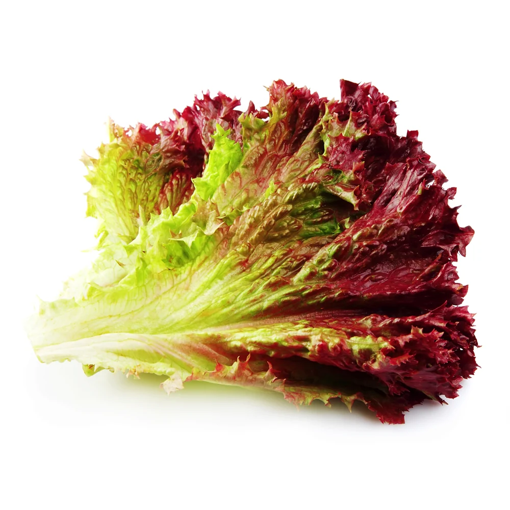 [Local Only] Korean Red Leaf Lettuce 1 pack, 적상추 1ea