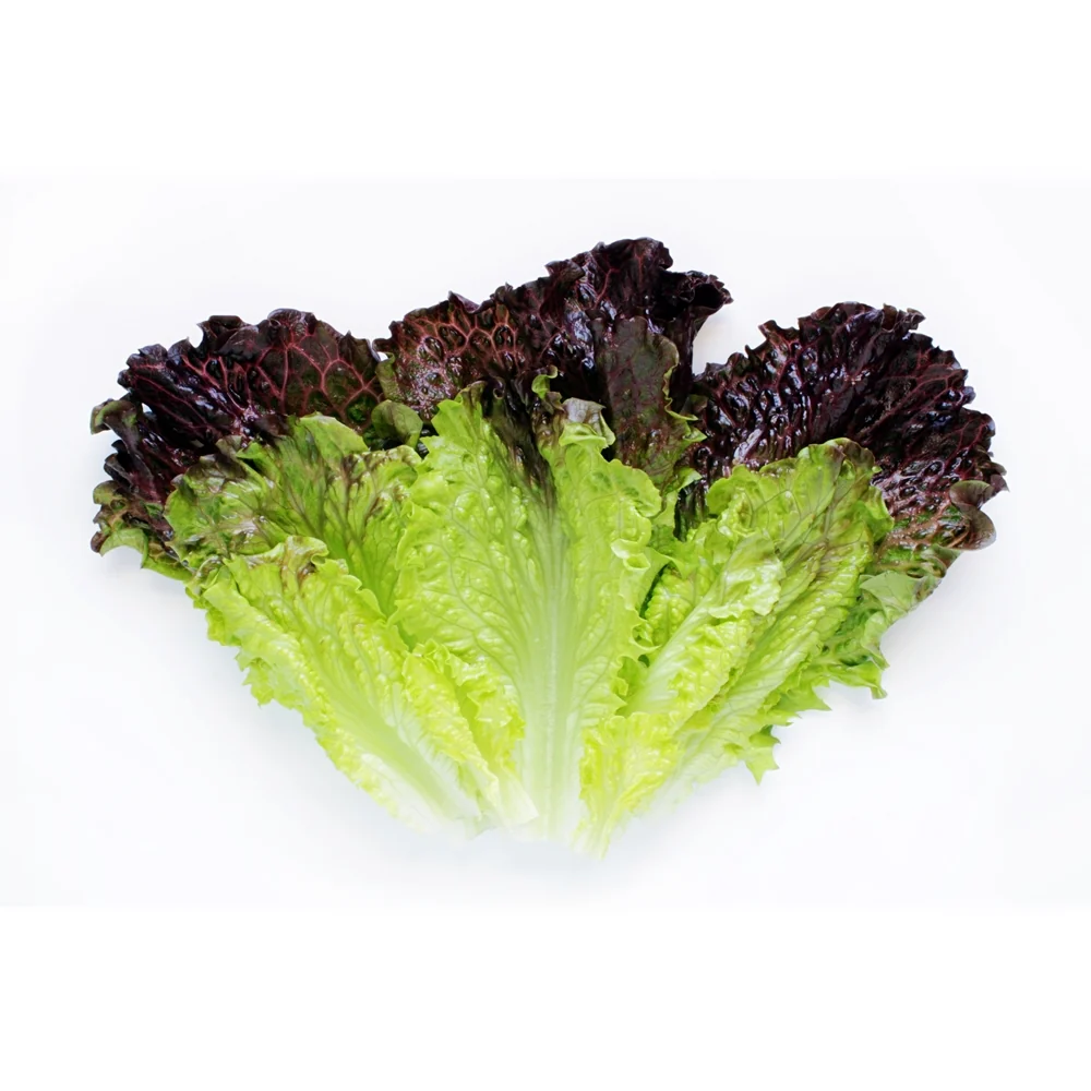 [Local Only] Korean Red Leaf Lettuce 1 pack, 적상추 1ea - Image 3
