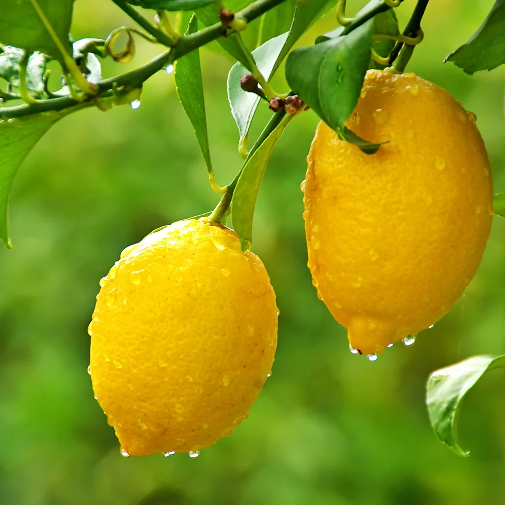 Lemon ea, 레몬 ea - Image 4