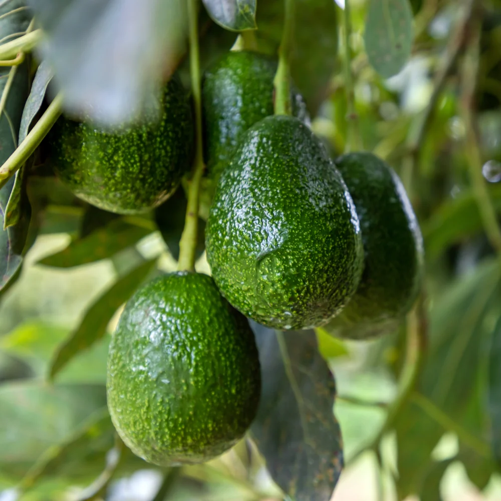 Avocado 1ea, 아보카도 1ea - Image 4