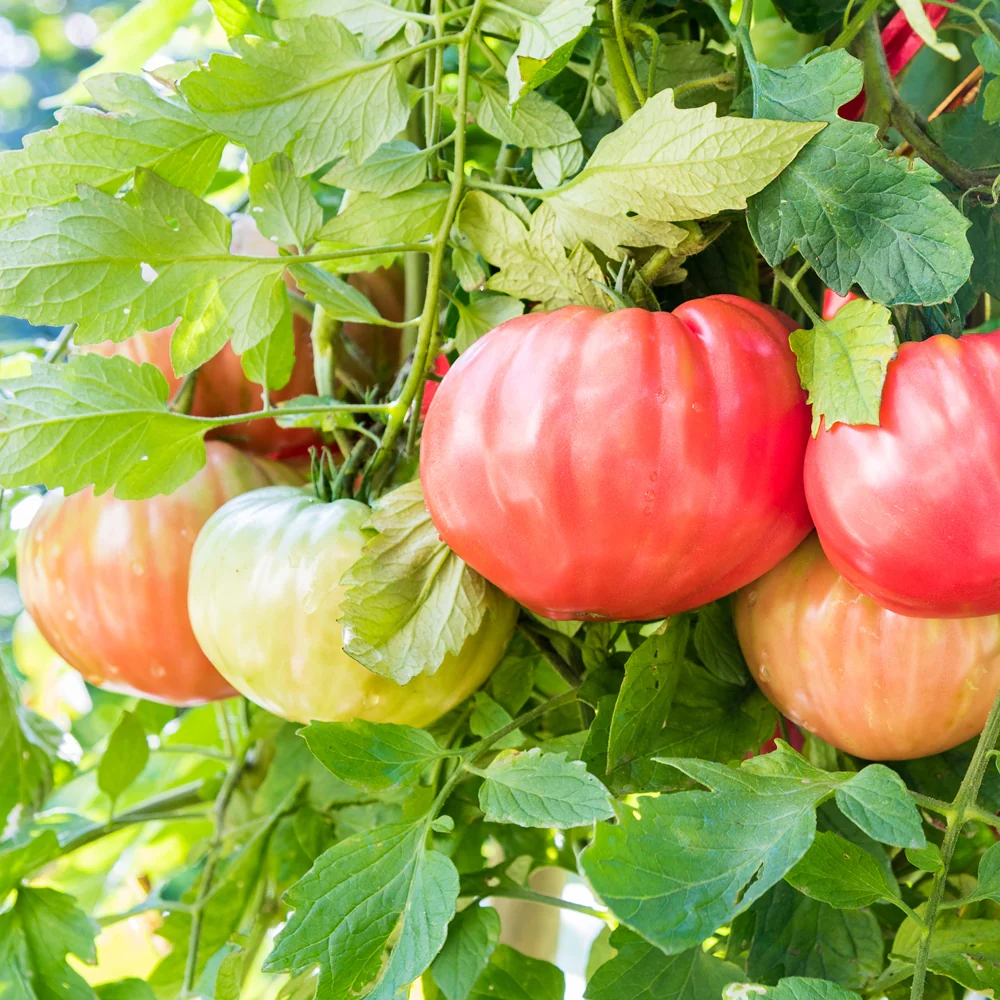 [Local Only]  Beefsteak Tomato lb, 비프스테이크 토마토 lb, - Image 3