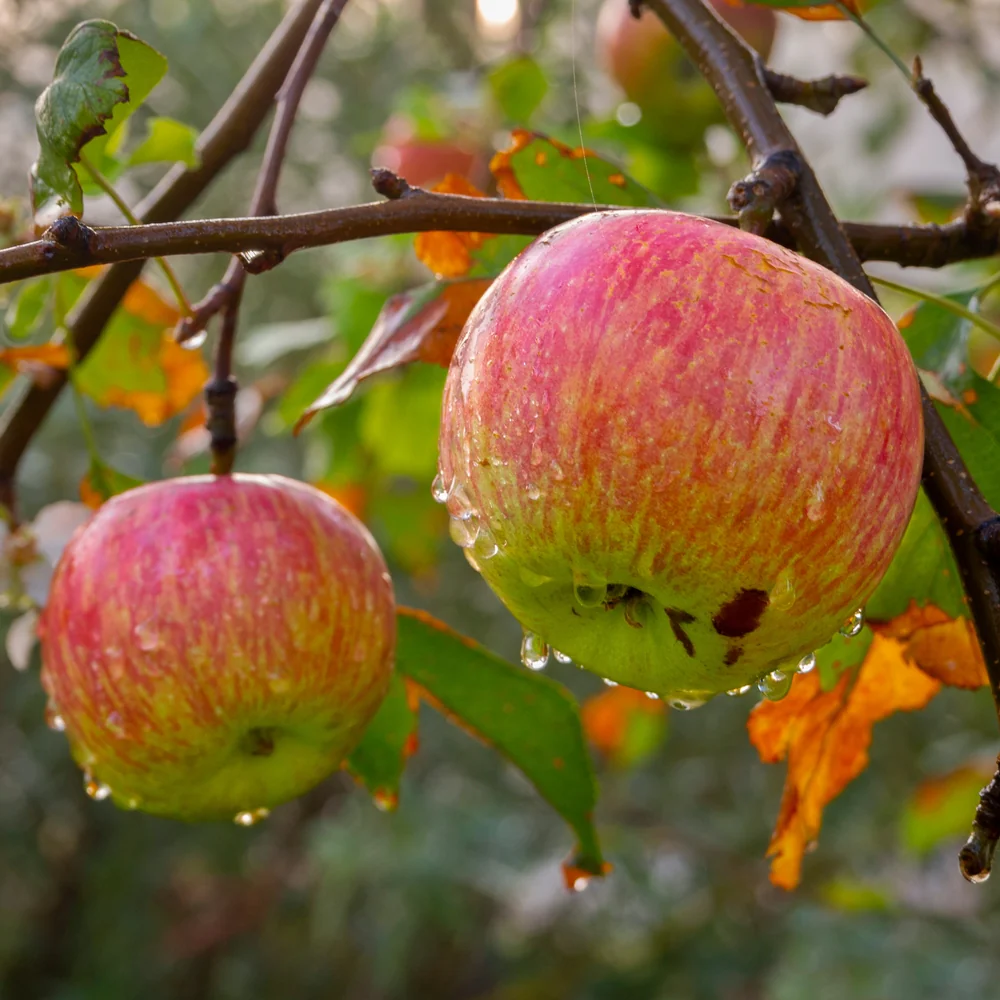 Organic Fuji Apples 5lbs, 유기농 후지 사과 부사 5lbs - Image 5