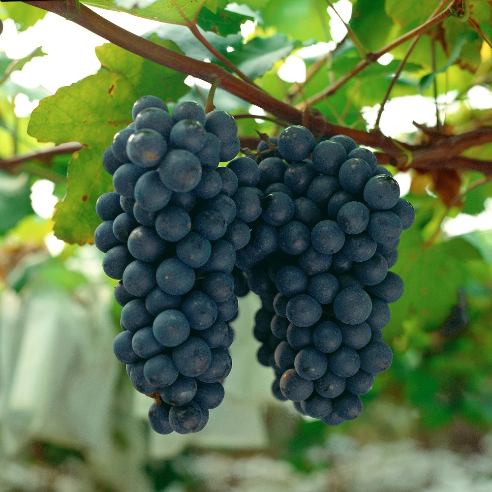 [LOCAL ONLY] EVERGREEN KOREAN GRAPE 4LB/PK, 늘푸른 한국포도 4LB/팩