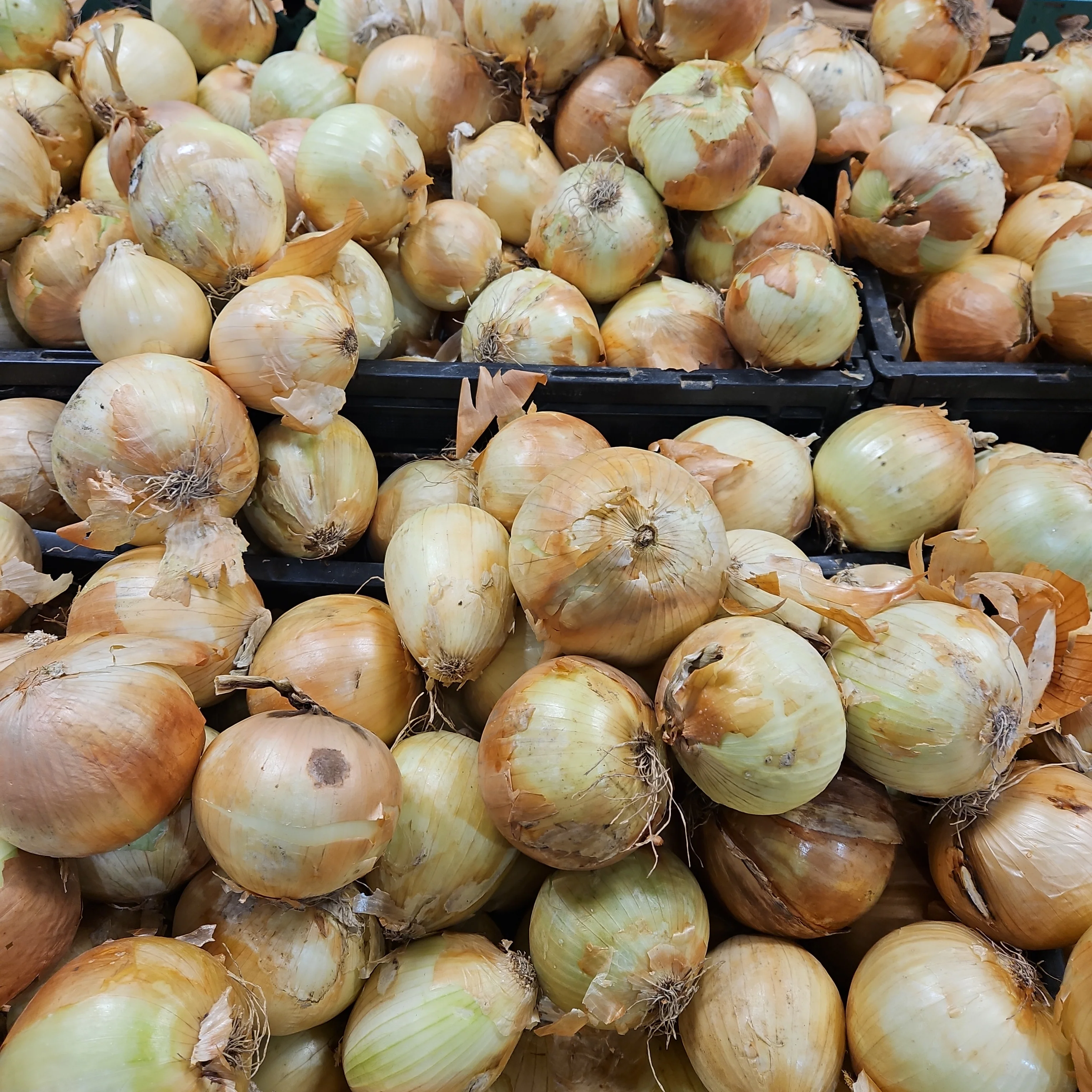 [Local Only]  Yellow Onion lb 노란 양파 lb - Image 3