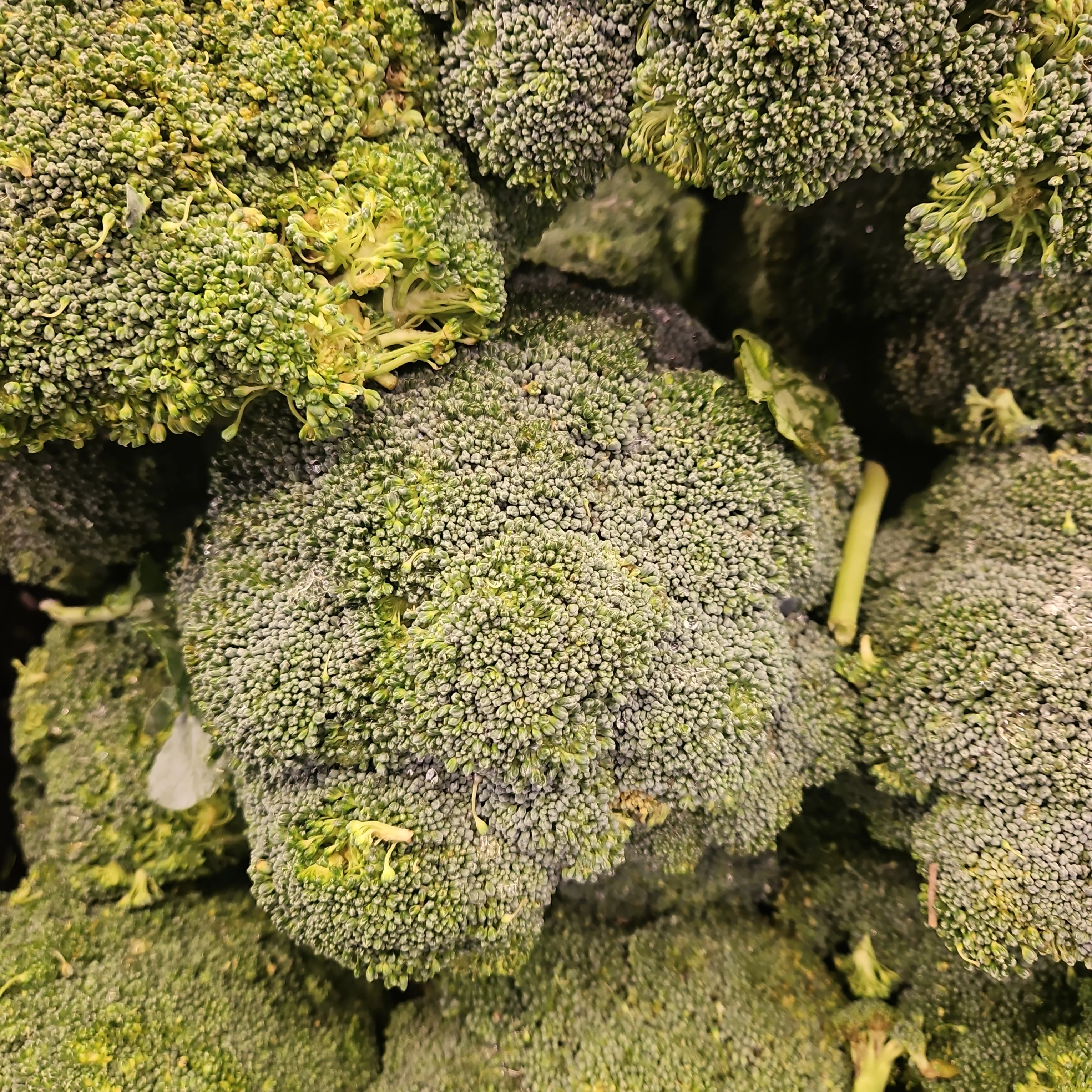 [Mega Fresh] BROCCOLI CROWN lb, 브로콜리 크라운 lb
