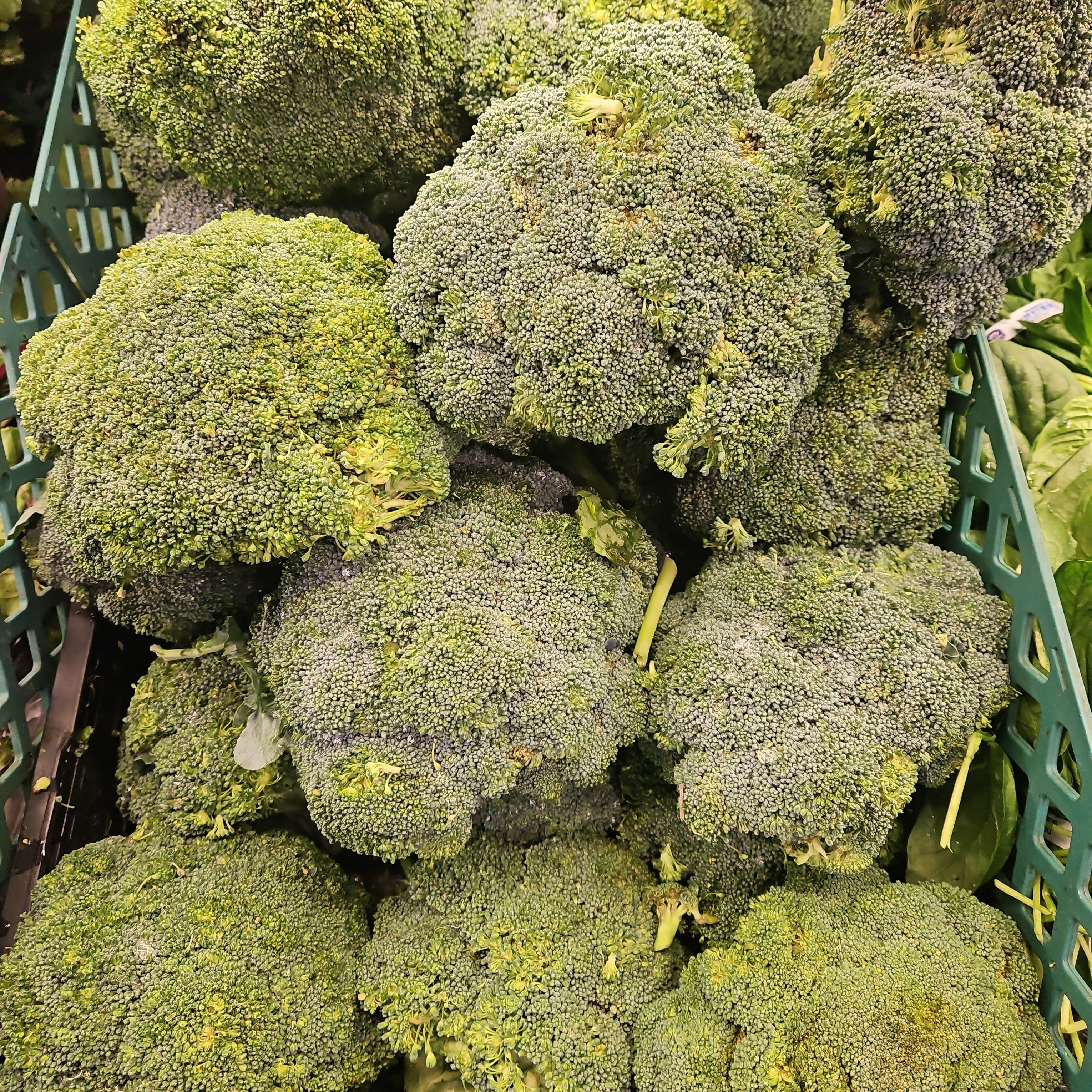 [Mega Fresh] BROCCOLI CROWN lb, 브로콜리 크라운 lb - Image 2