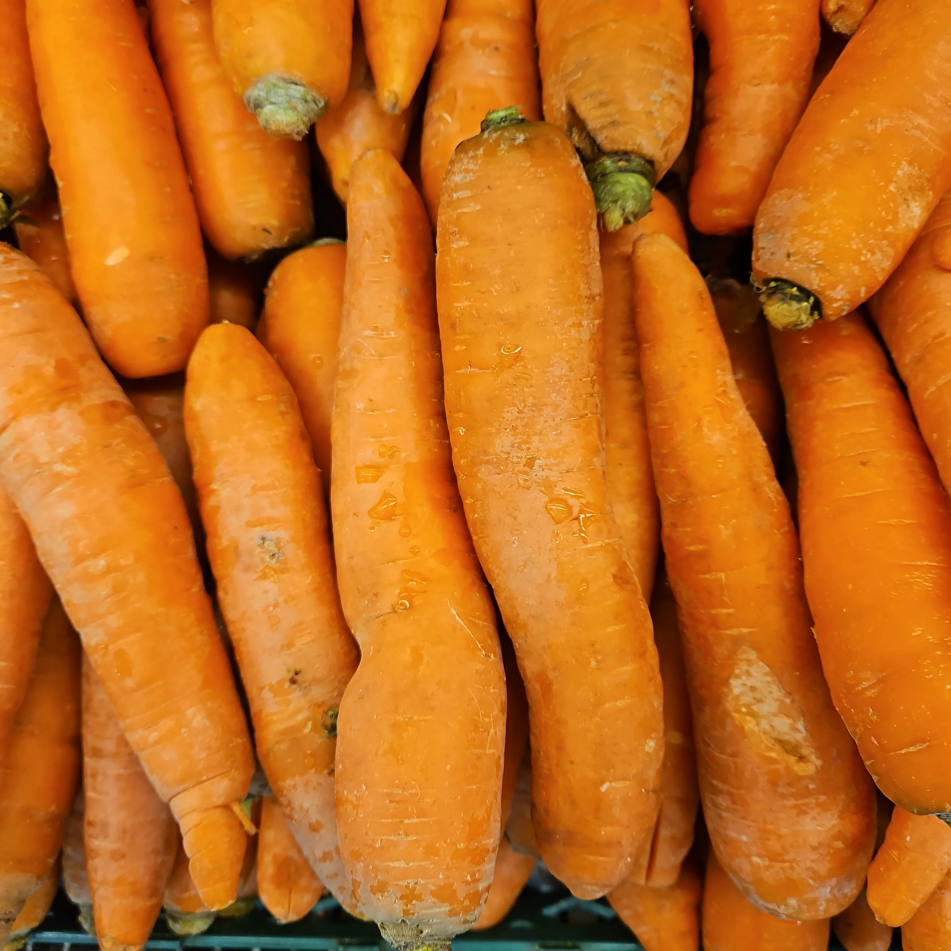 Carrot 1lb, 당근 1lb