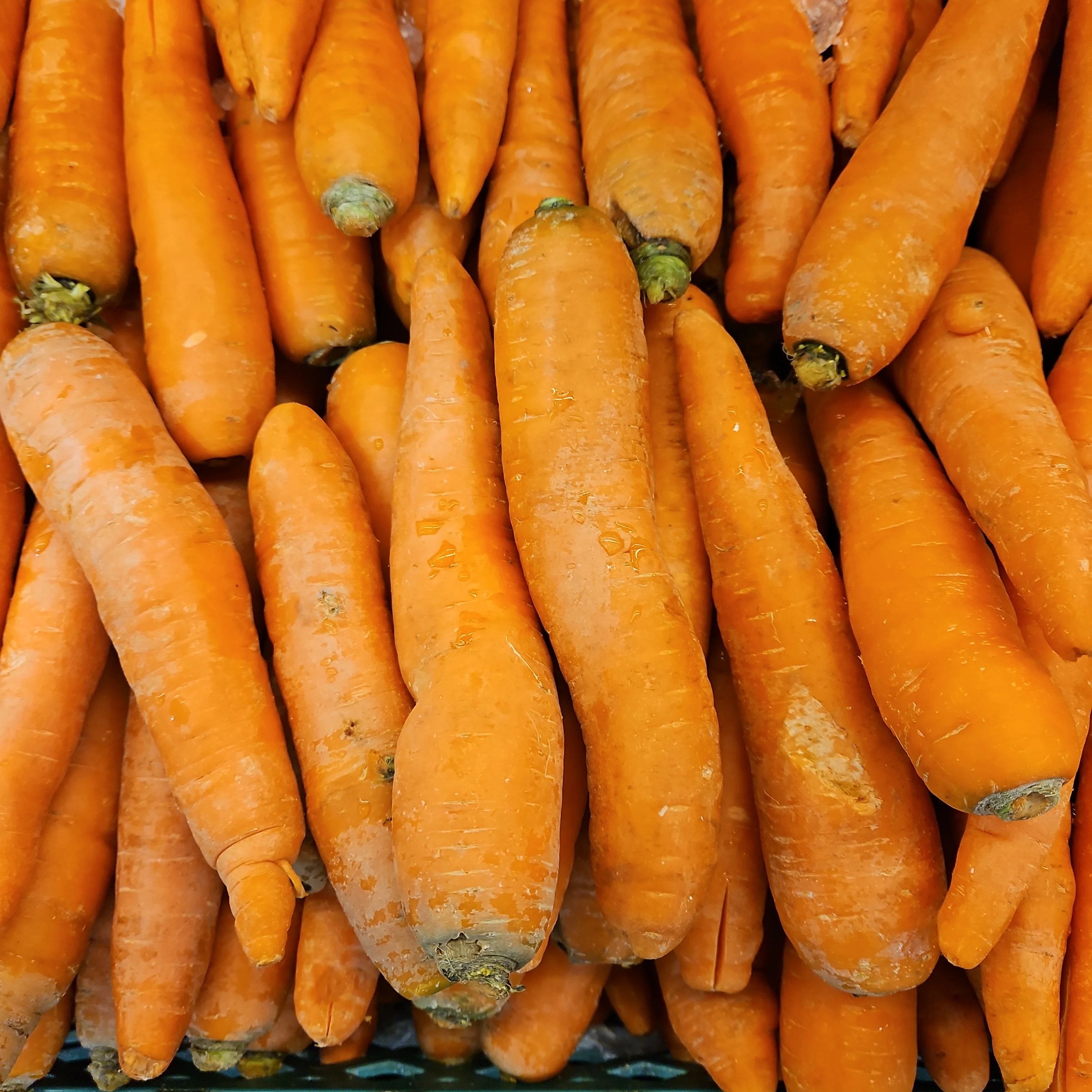 Carrot 1lb, 당근 1lb - Image 2