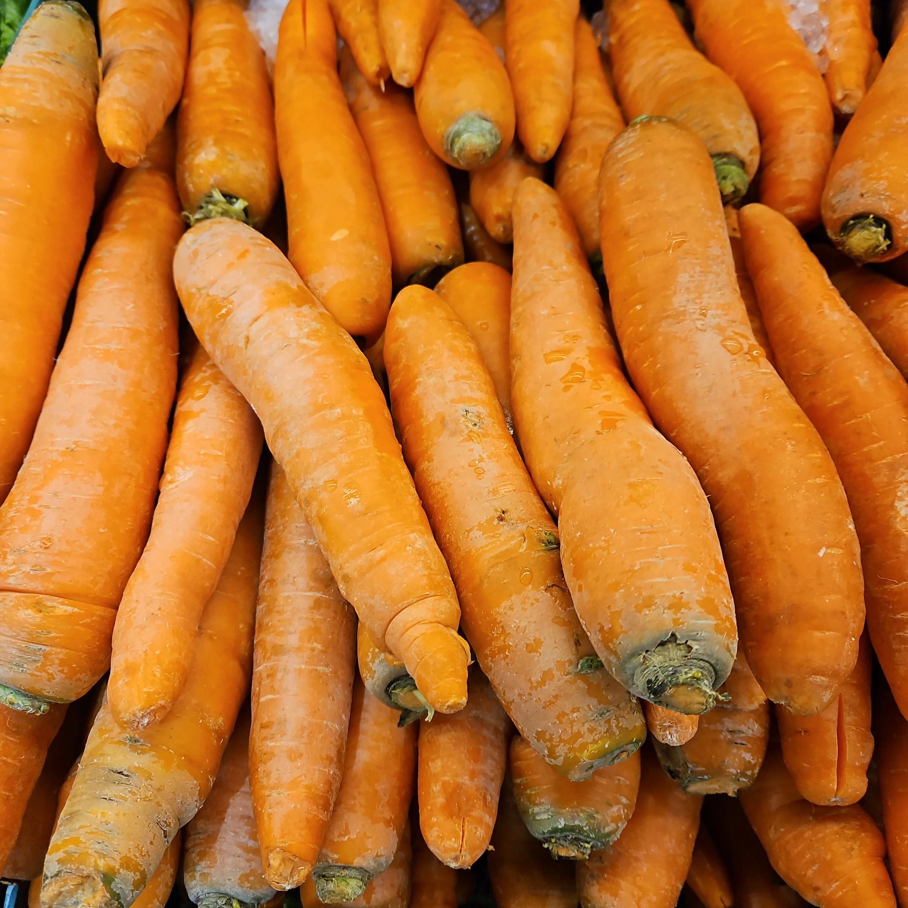 Carrot 1lb, 당근 1lb - Image 3
