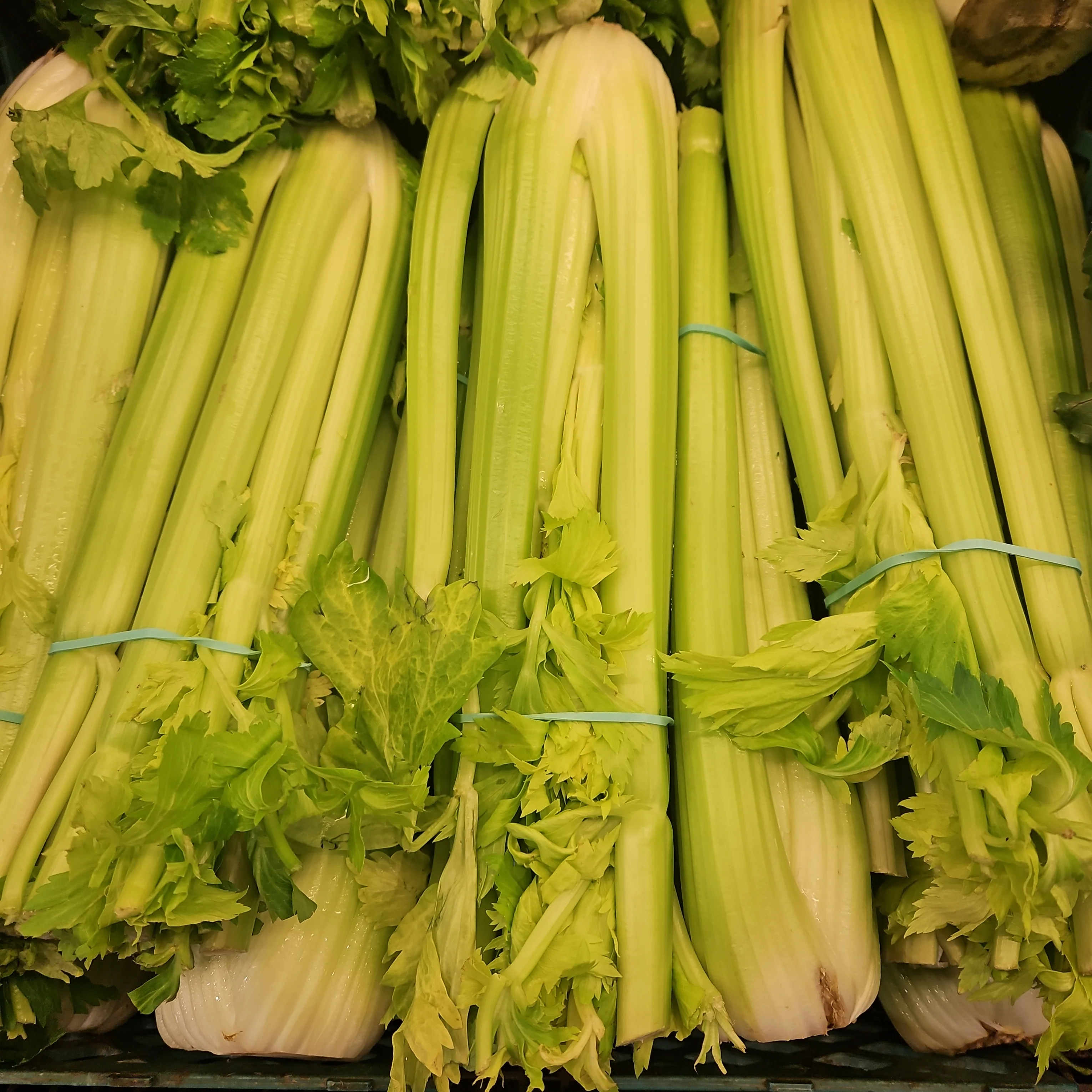 [Local Only] CELERY SLEEVE ea , 샐러리 EA
