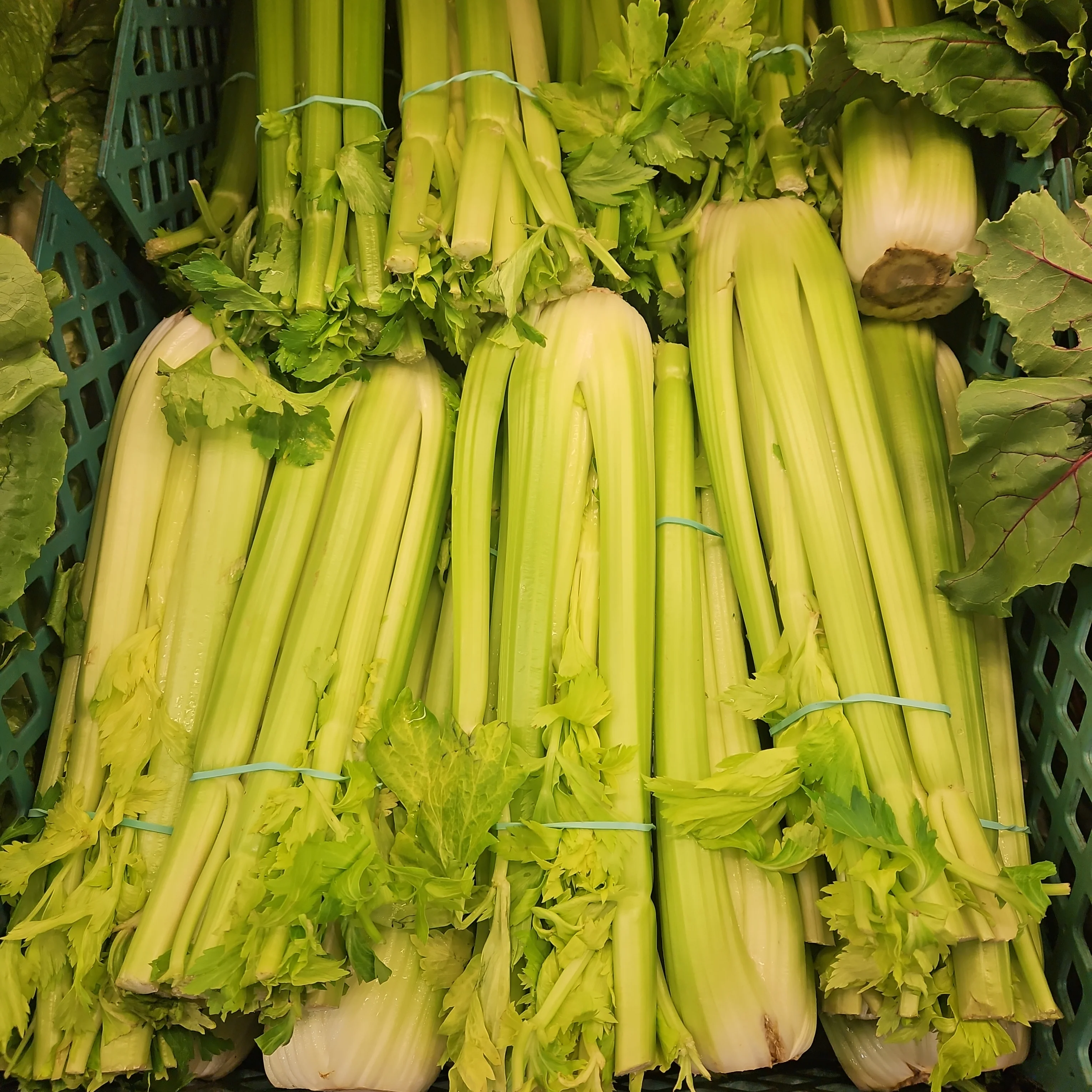 [Local Only] CELERY SLEEVE ea , 샐러리 EA - Image 2