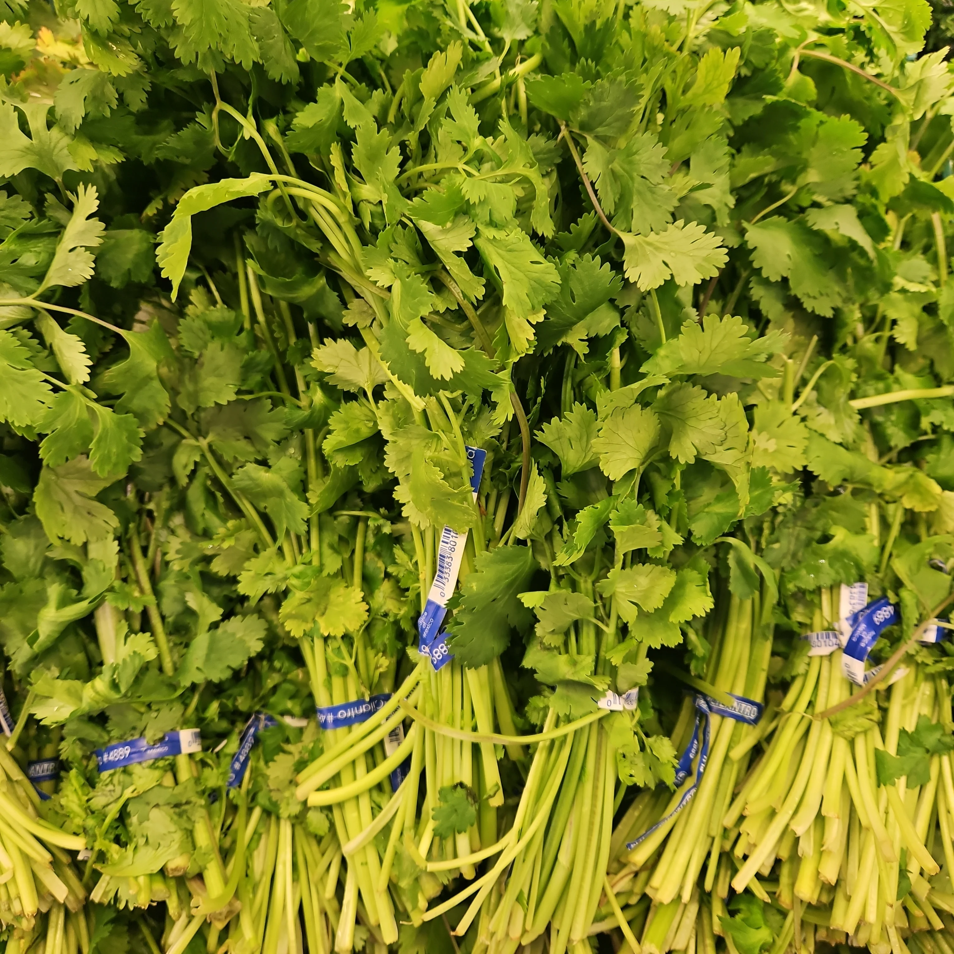 [Local Only] CILANTRO ea , 고수 나물 ea