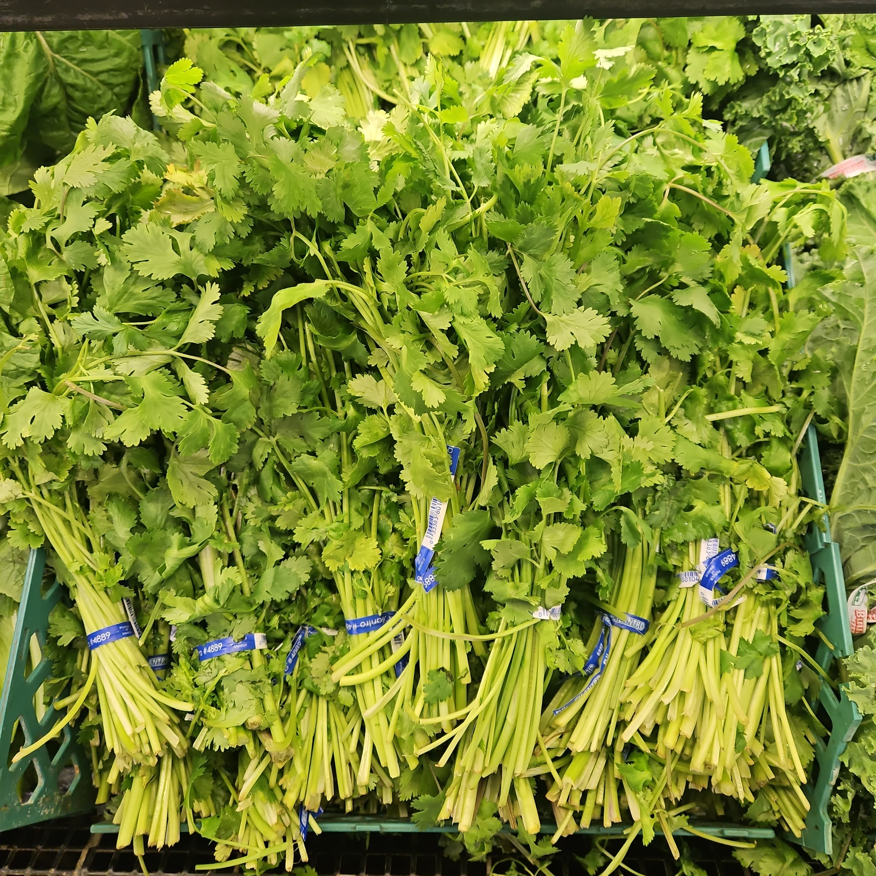 [Local Only] CILANTRO ea , 고수 나물 ea - Image 2