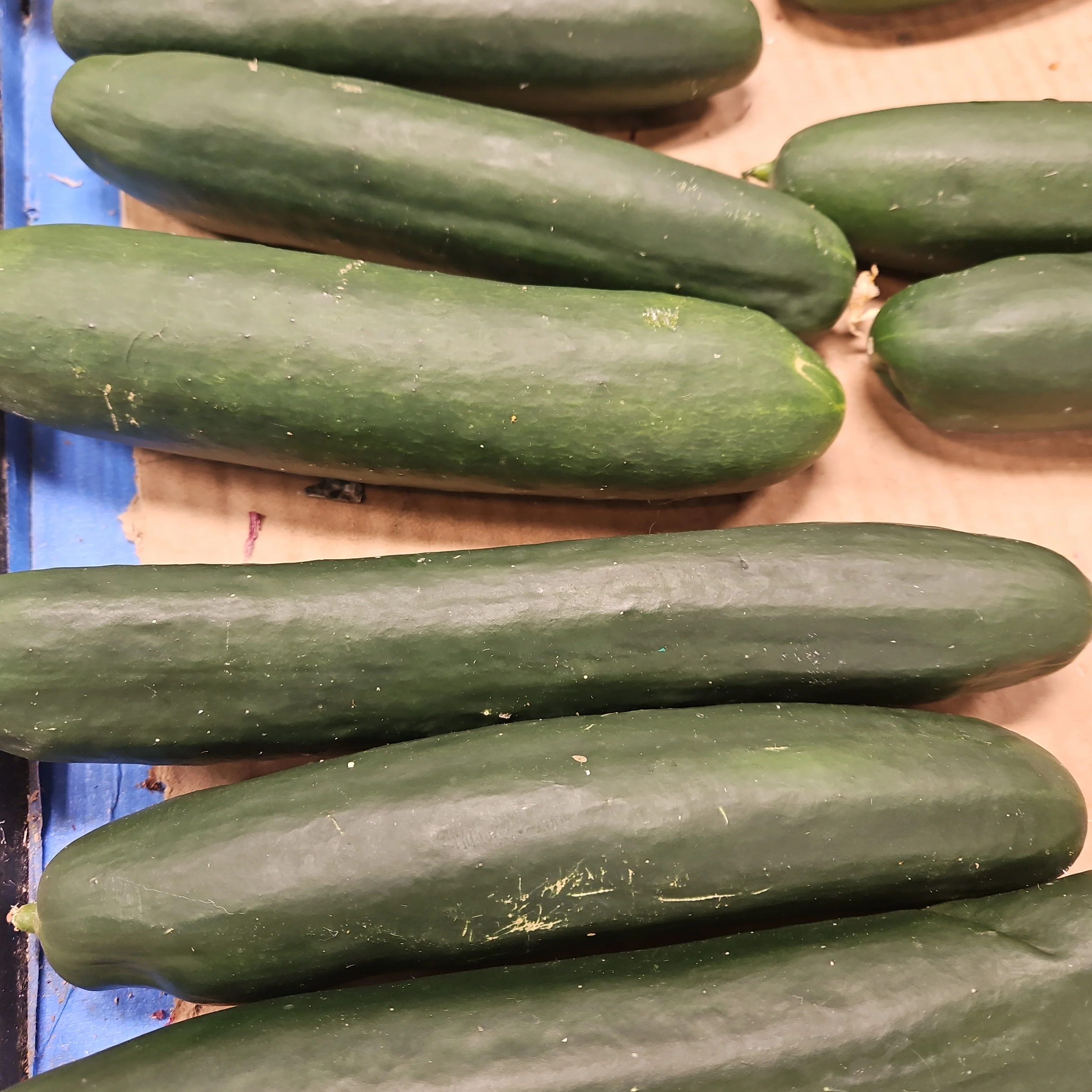 CUCUMBER AMERICAN EA, 미국 오이 EA
