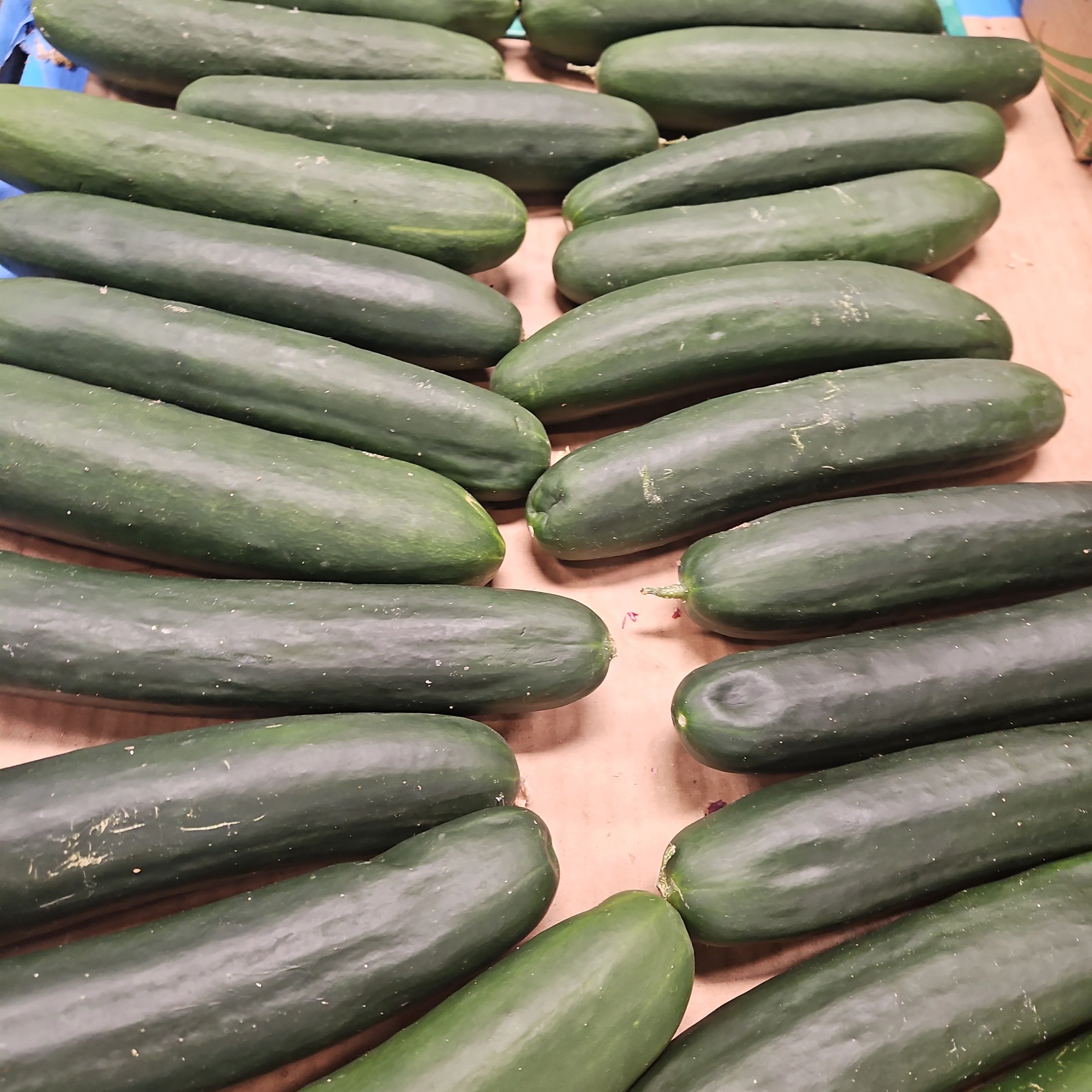 CUCUMBER AMERICAN EA, 미국 오이 EA - Image 2