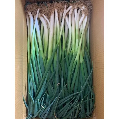 [LOCAL ONLY] DAEPA BOX , 대파 , BOX