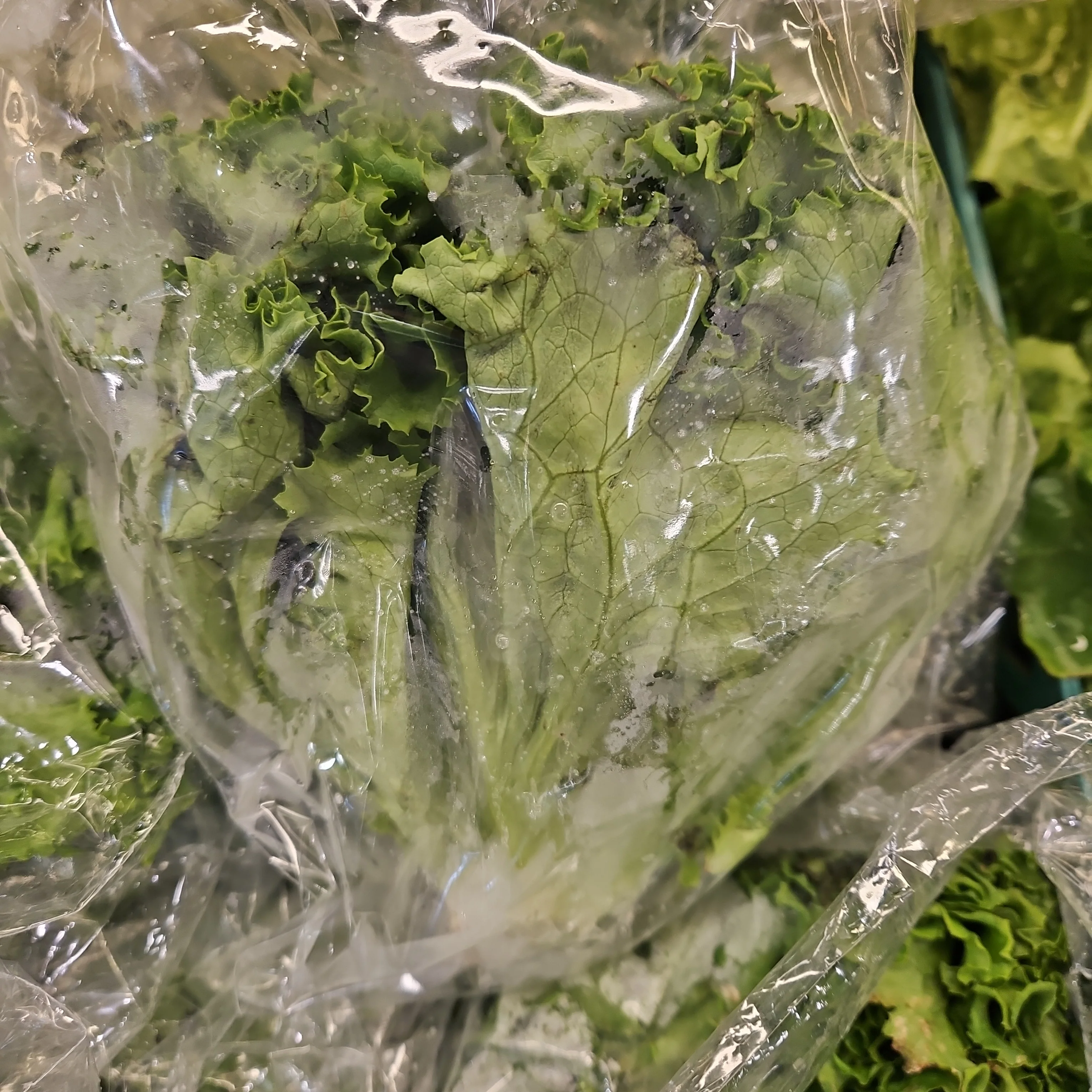 [Local Only] GREEN LEAF LETTUCE ea , 청상추 EA