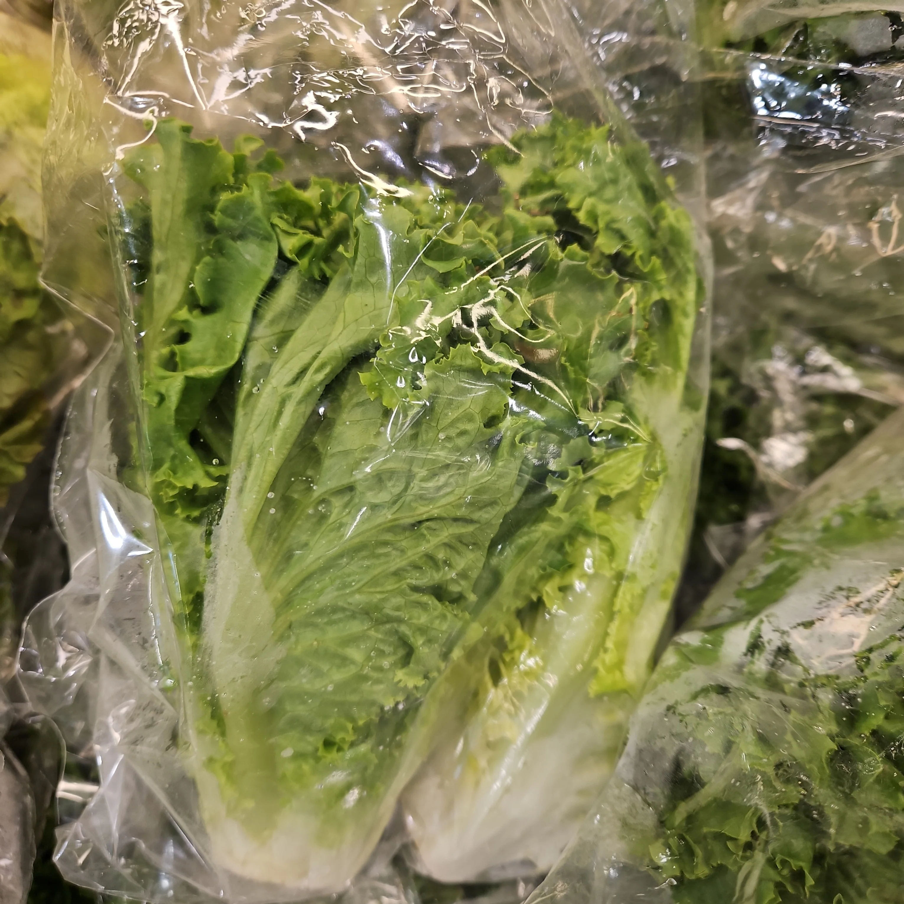 [Local Only] GREEN LEAF LETTUCE ea , 청상추 EA - Image 2