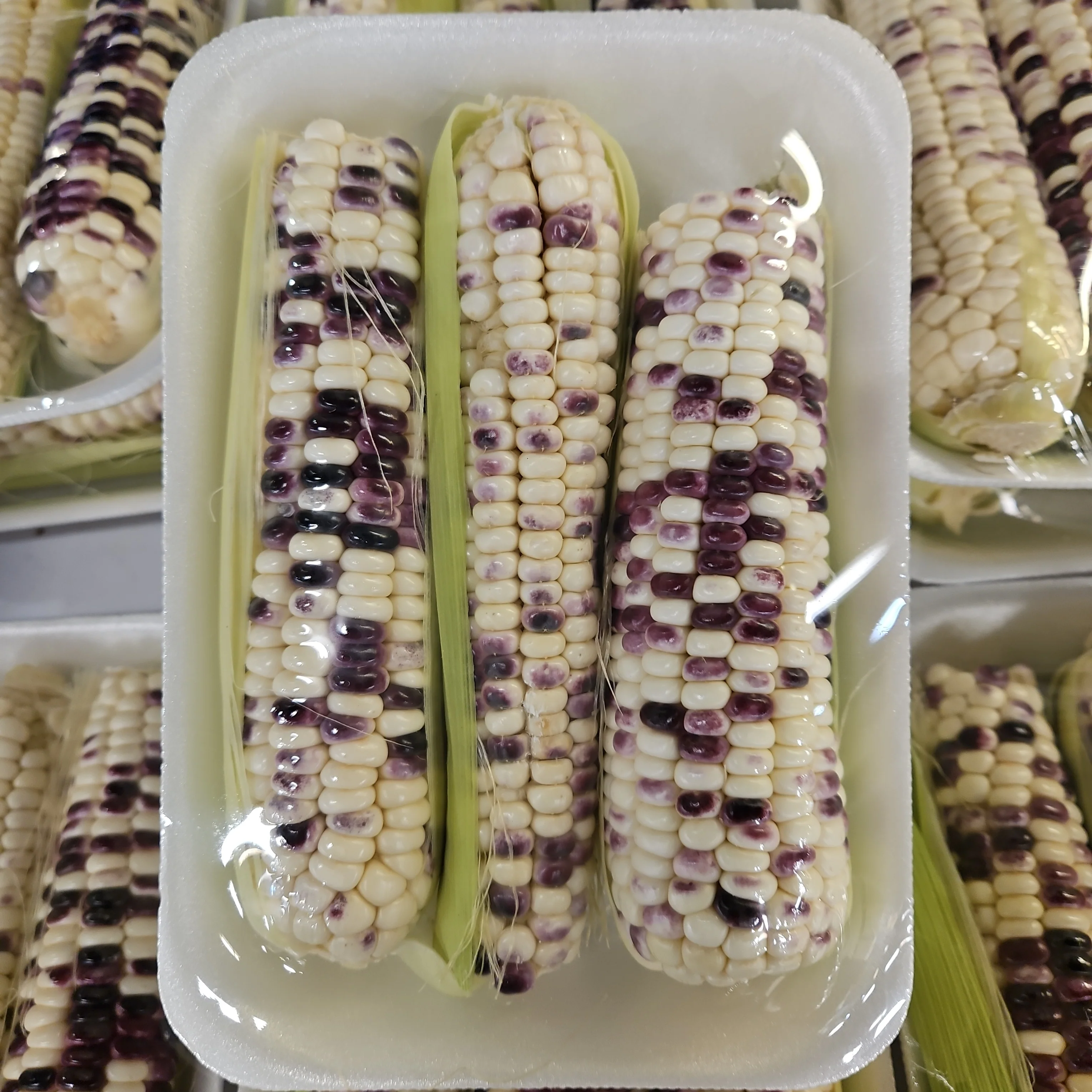 Korean Purple Corn pk, 한국 찰옥수수 pk