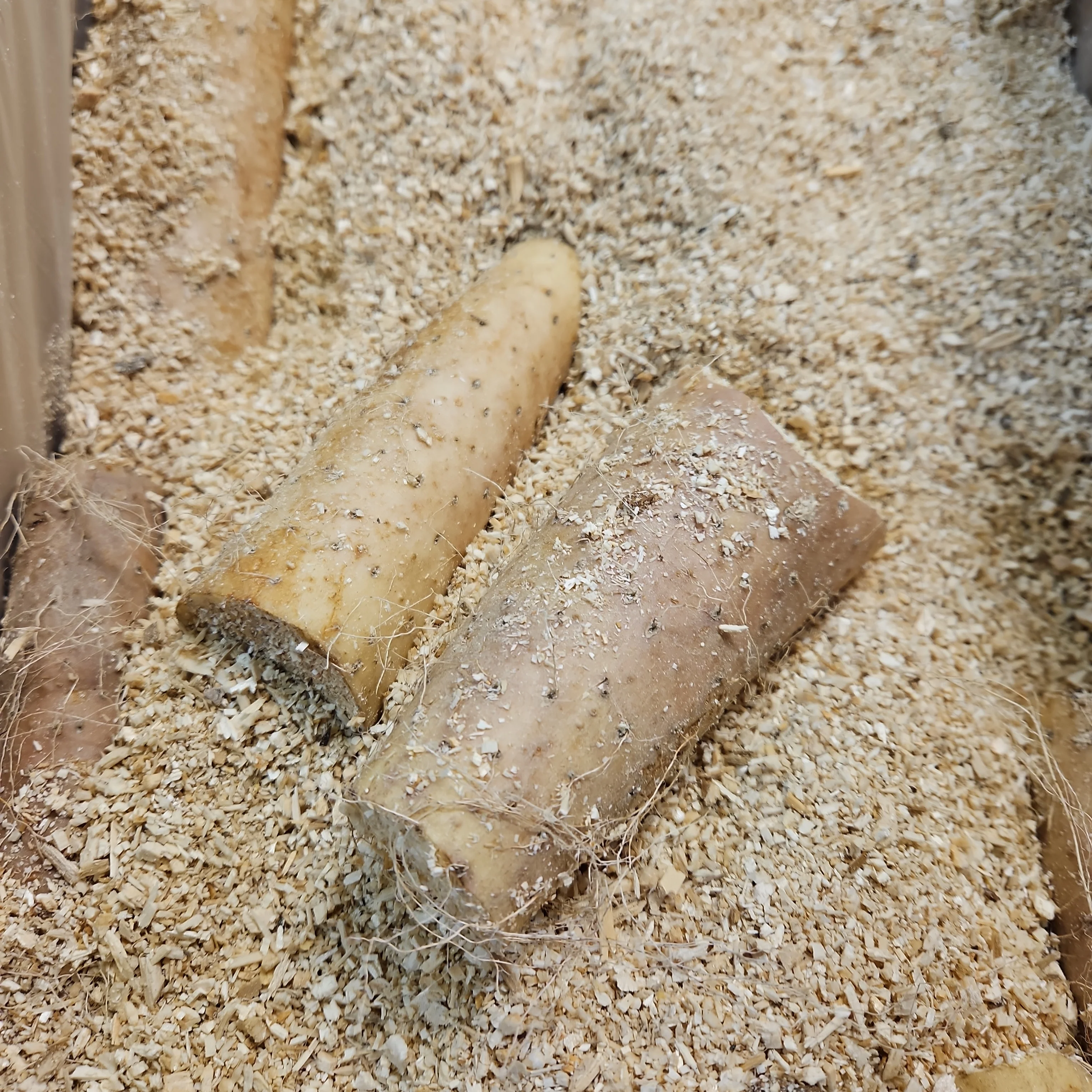 [Local Only] NAGAIMO lb / 마 (나가이모) LB - Image 2