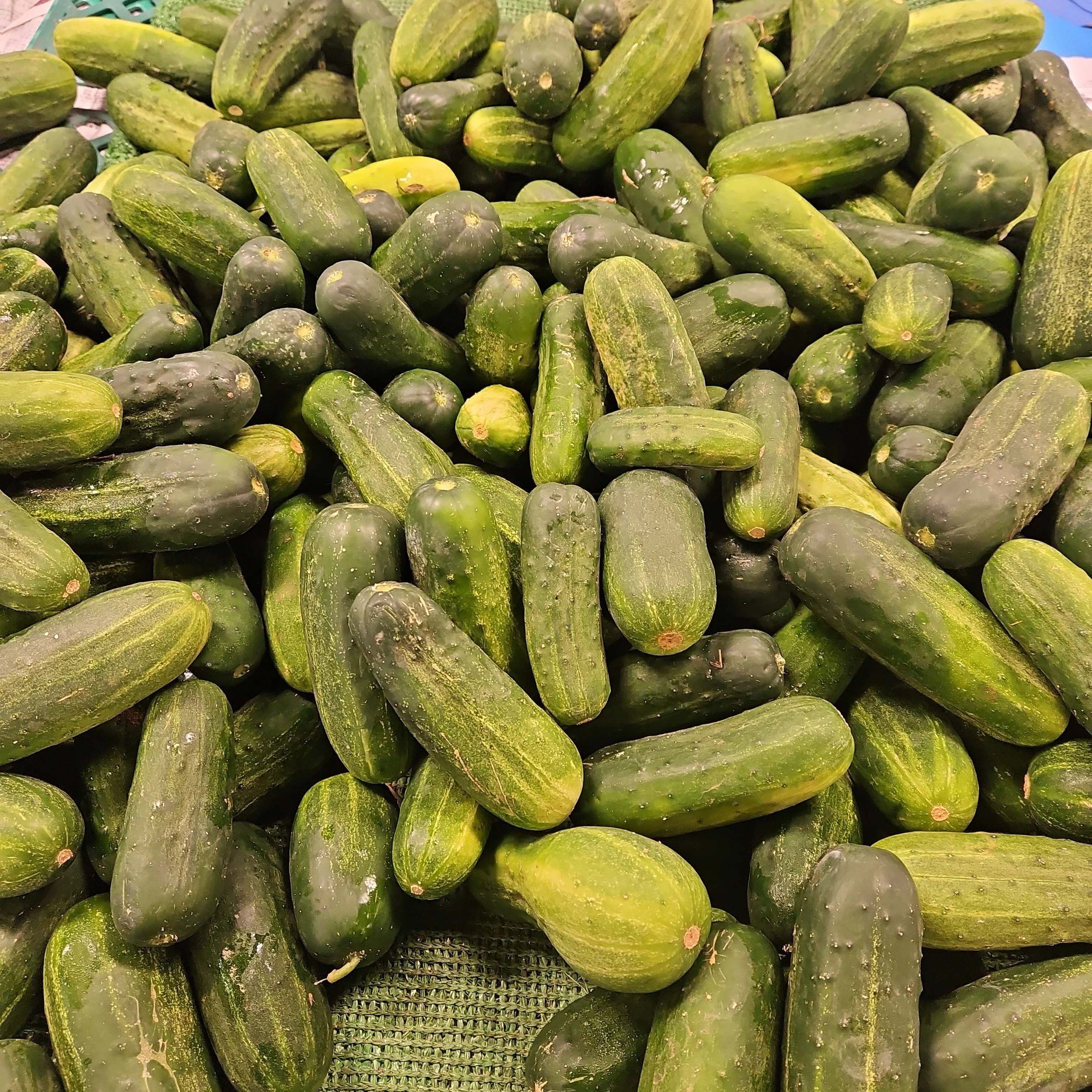 PICKLE CUCUMBER lb , 피클 오이 LB (1lb = 약 3ea) - Image 2