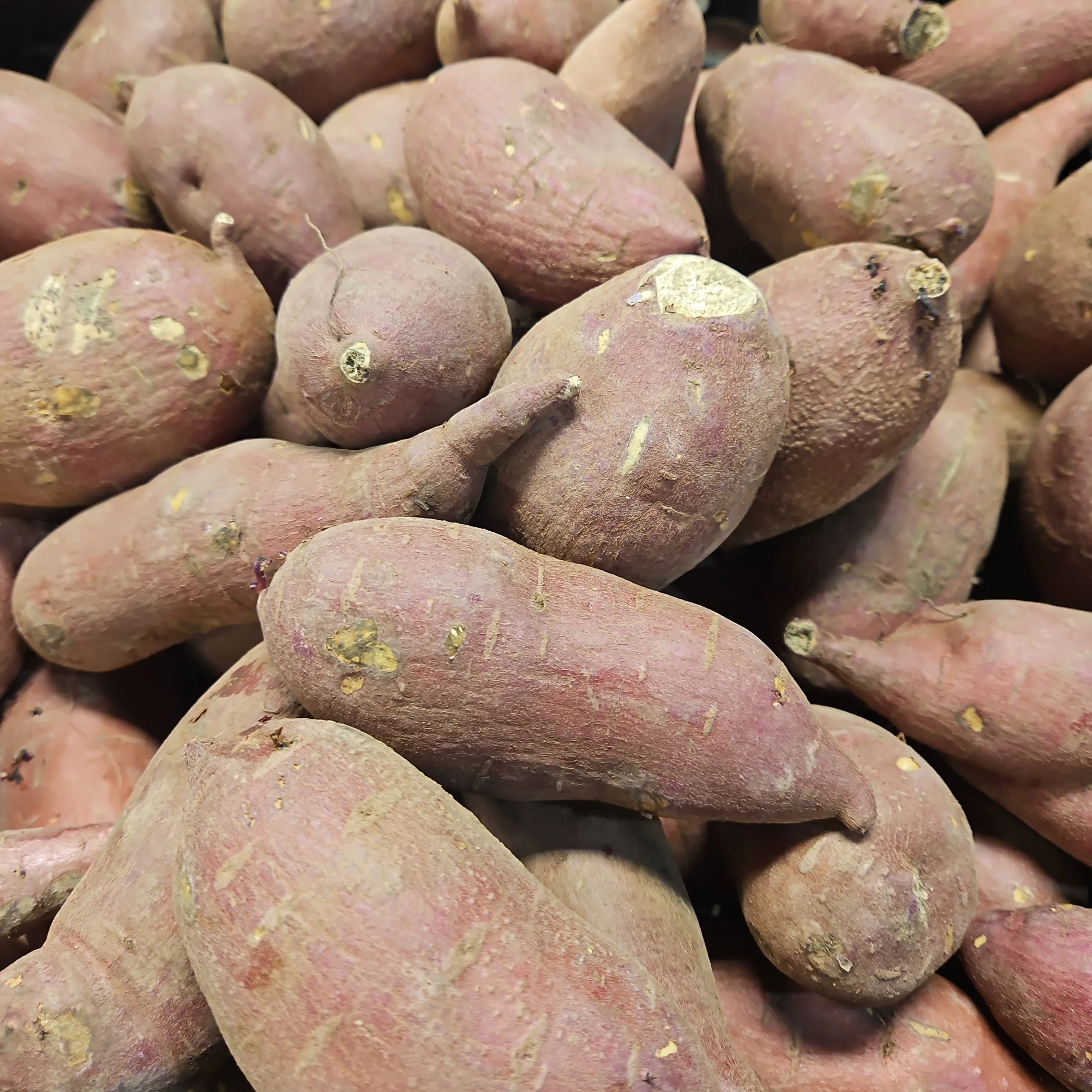 PURPLE SWEET POTATO lb , 보라 고구마 lb (1lb = 약 2ea)