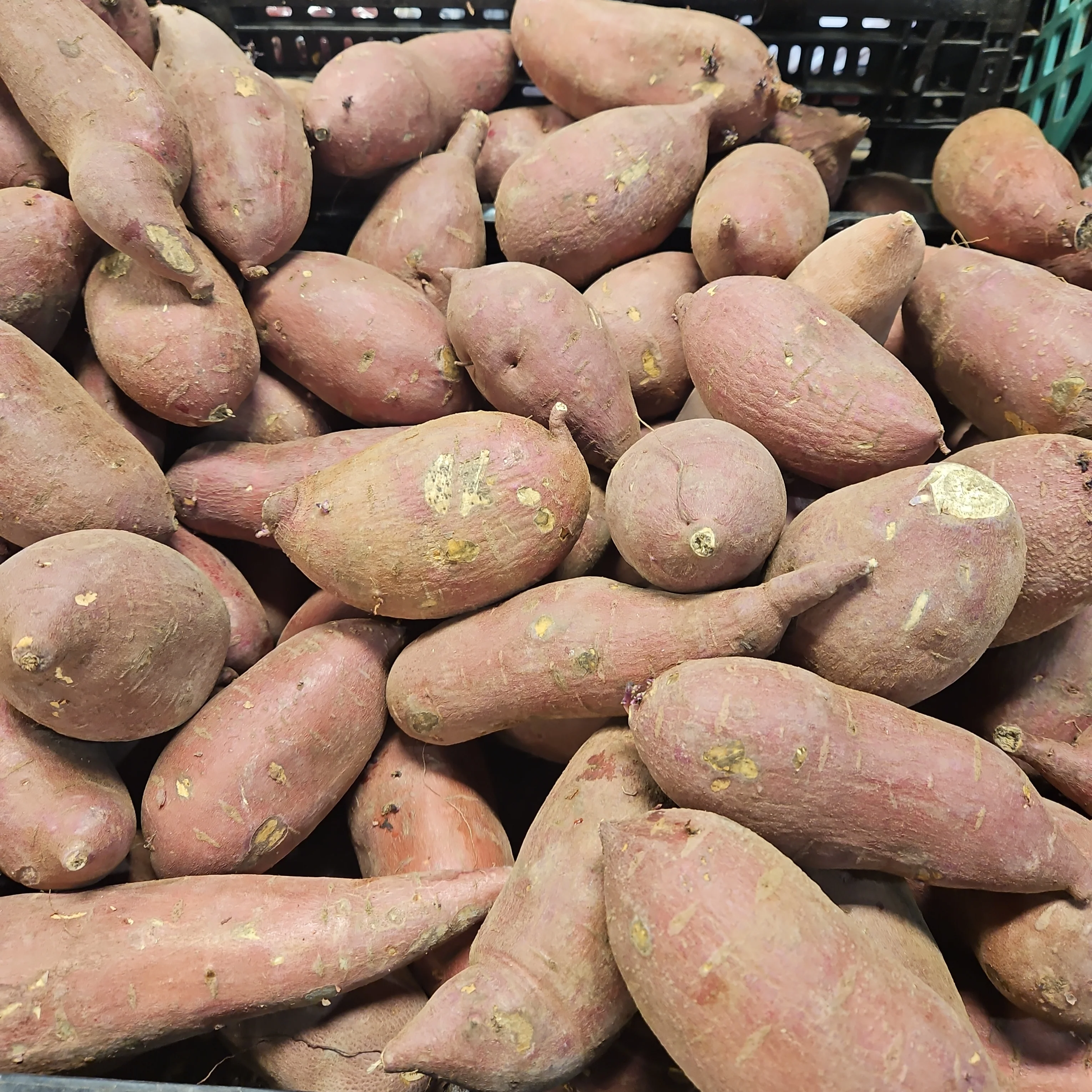 PURPLE SWEET POTATO lb , 보라 고구마 lb (1lb = 약 2ea) - Image 2