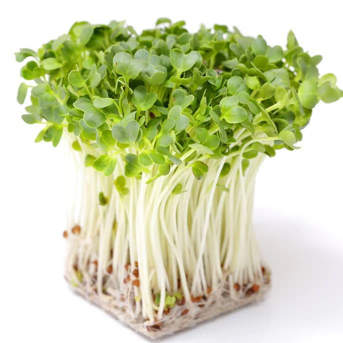 [Local Only] Radish sprouts 2.5 oz /  무순2.5 oz