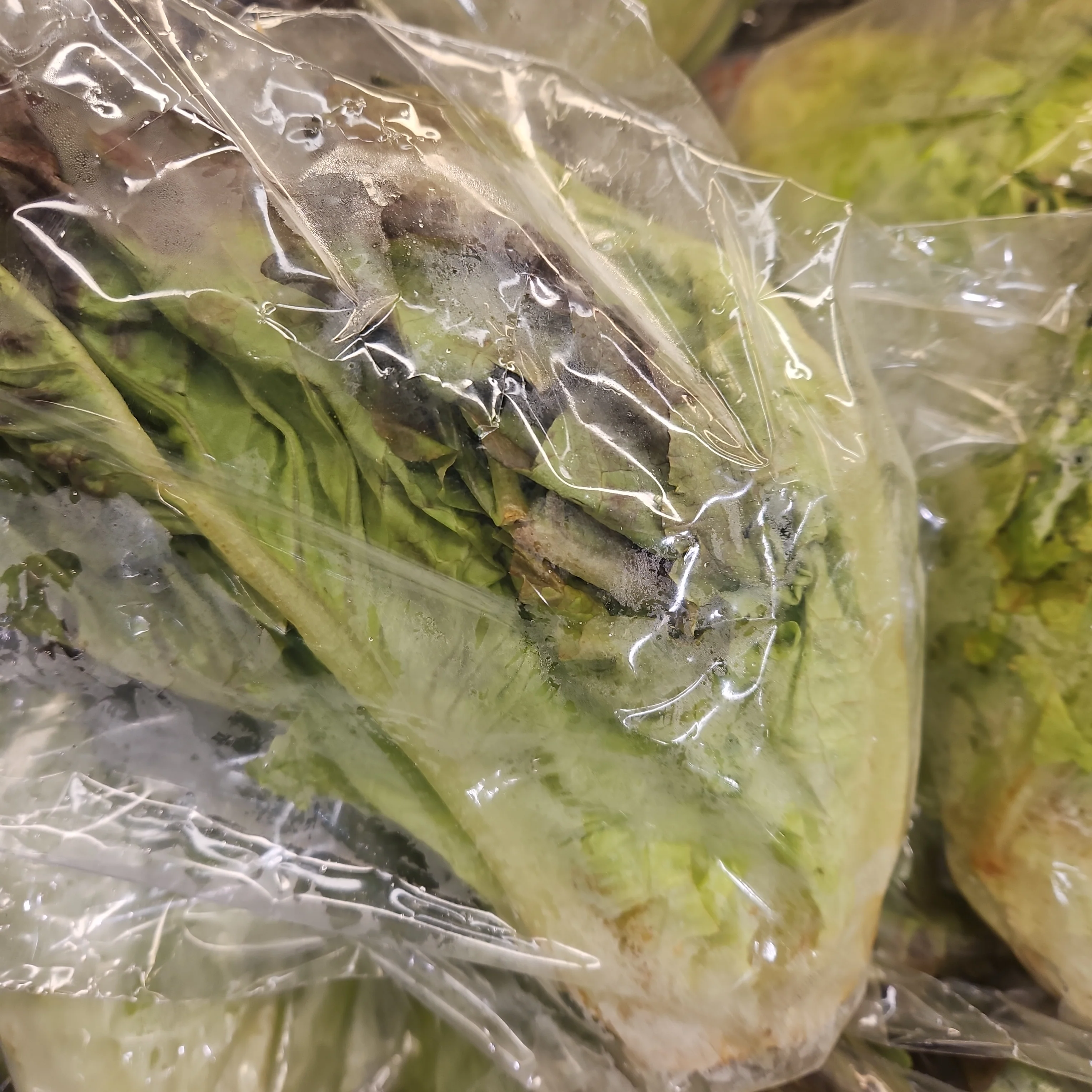 [Local Only] RED LEAF LETTUCE pack, 적상추 ea