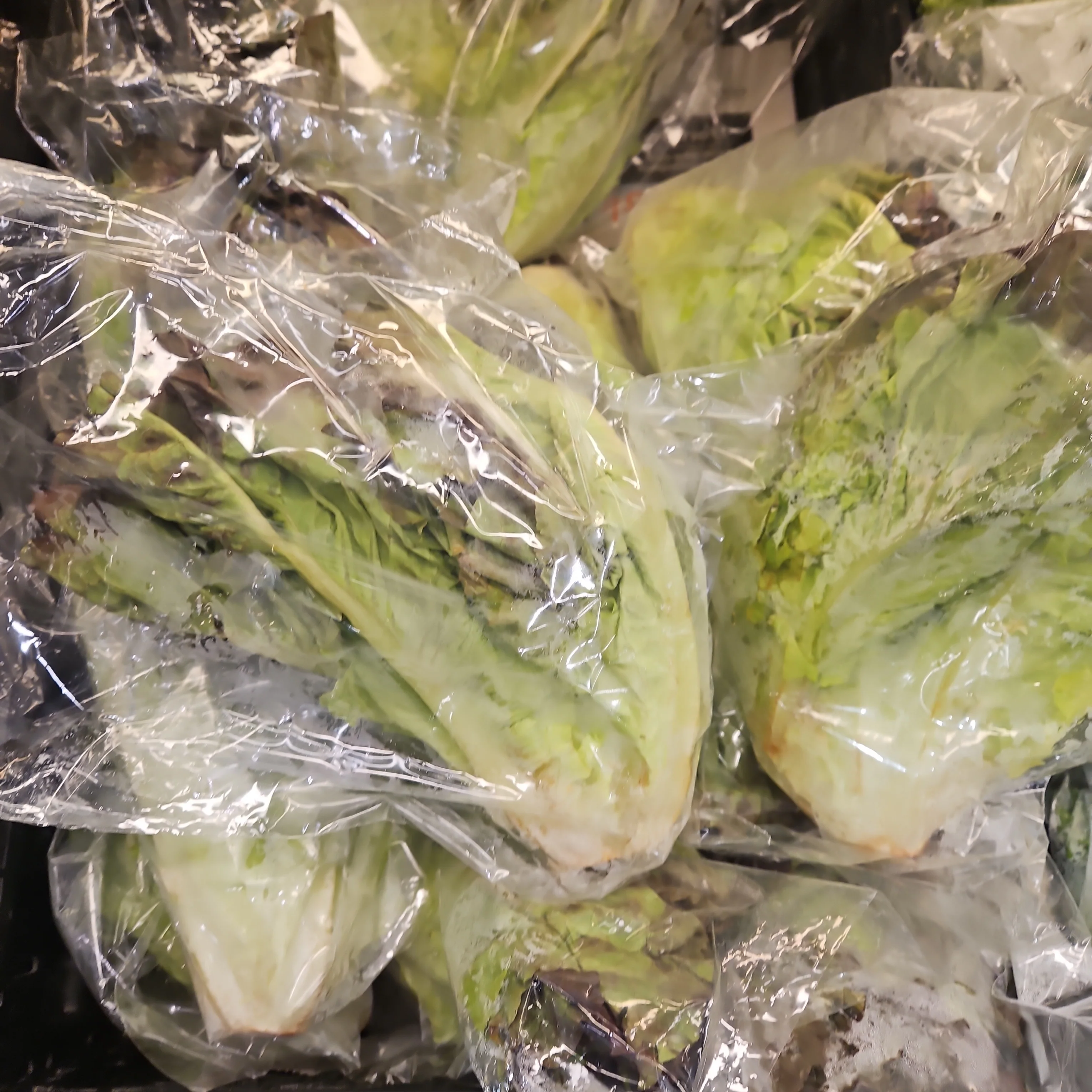 [Local Only] RED LEAF LETTUCE pack, 적상추 ea - Image 2