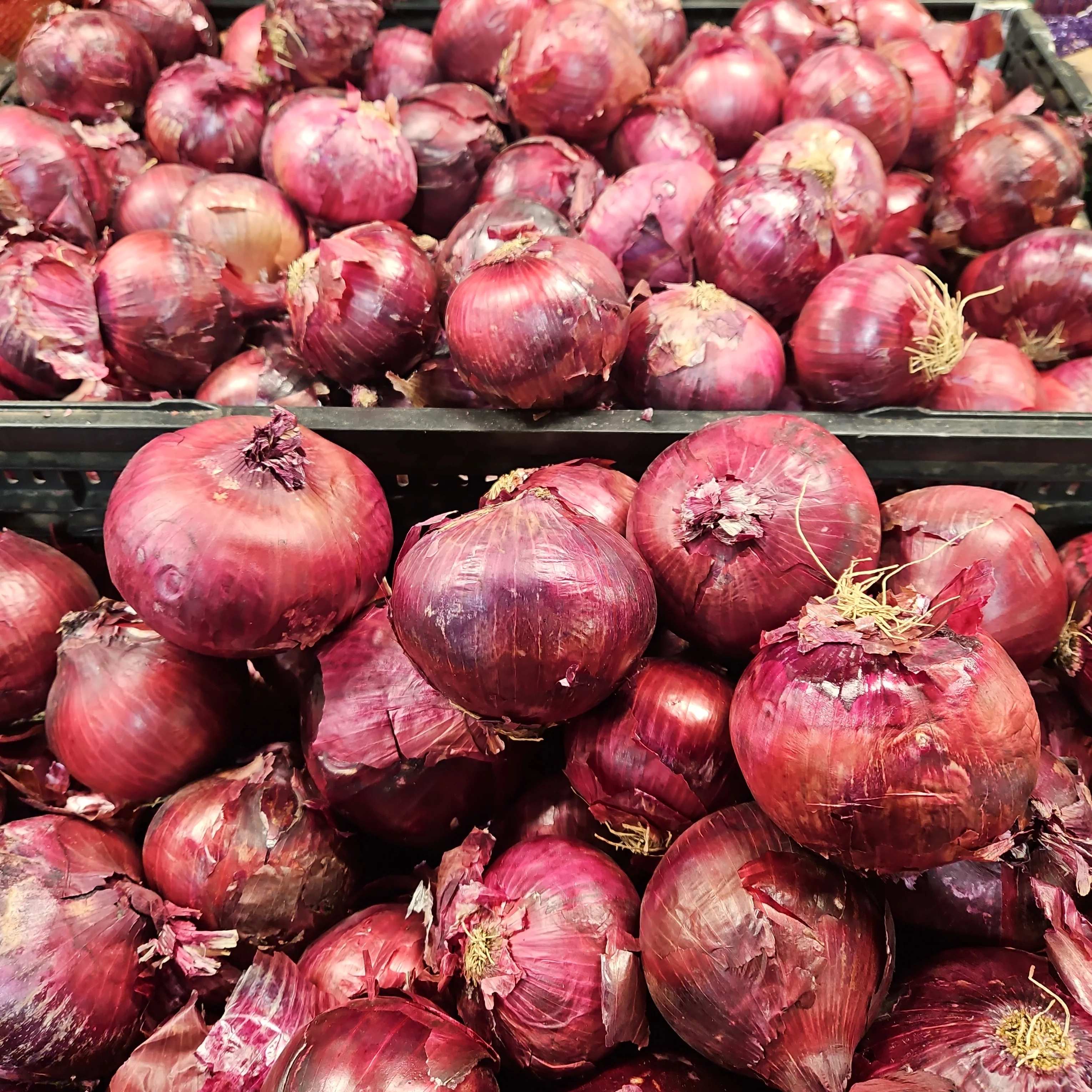 RED ONION lb, 빨간 양파 LB (lb = 약 3개) - Image 2