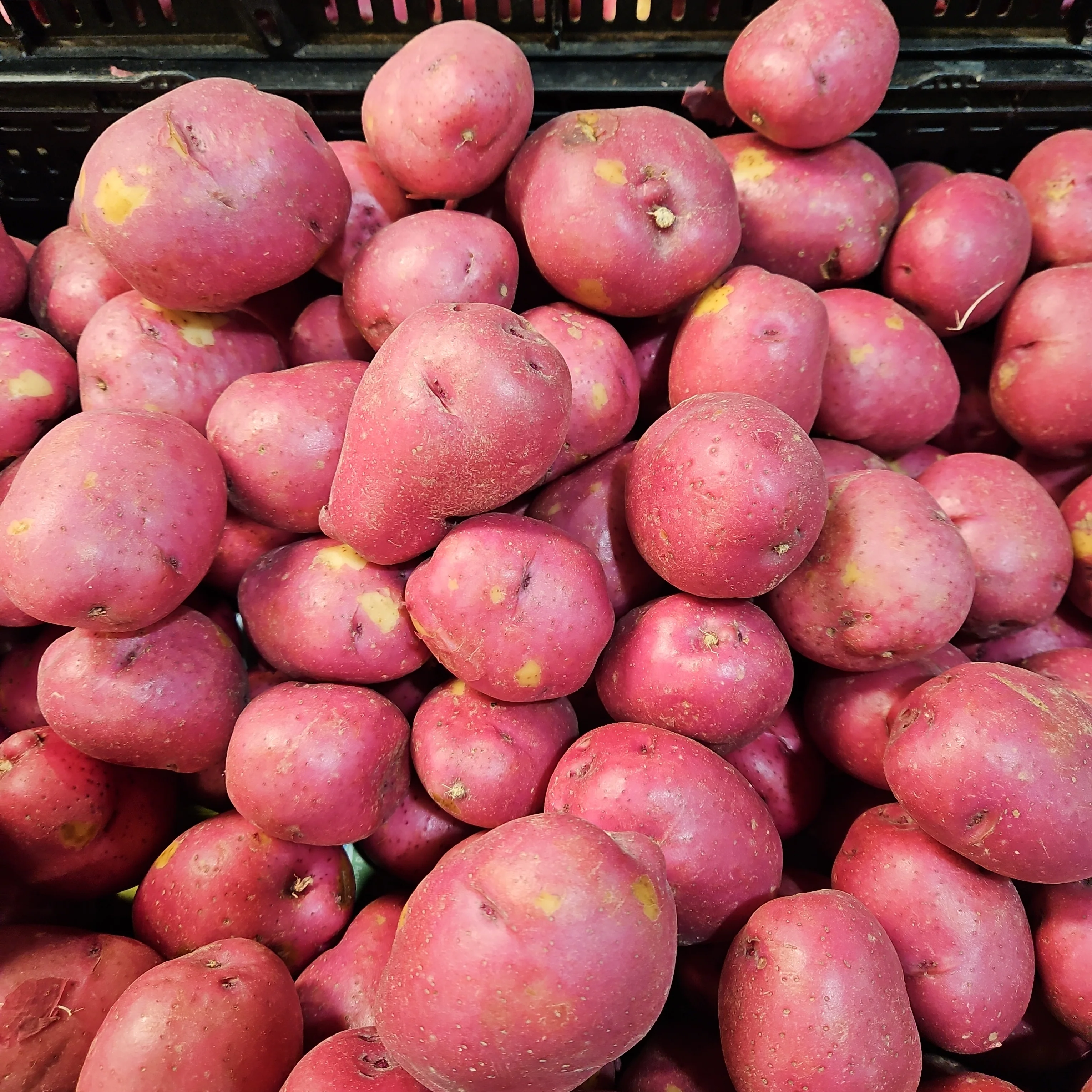 RED POTATO PAPA ROJA LB , 빨간 감자 LB (1lb = 약 4개)
