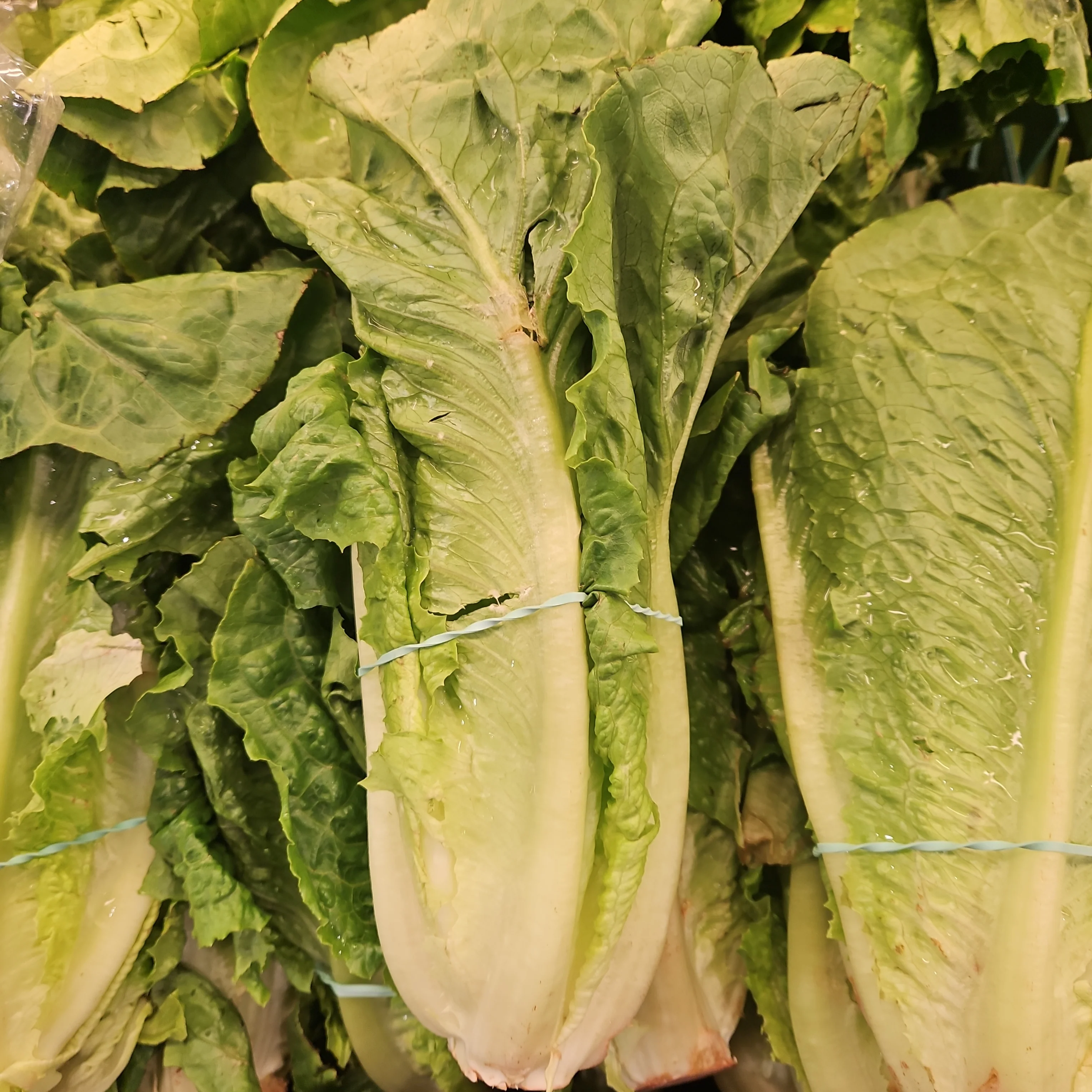 [Local Only]  ROMAINE LETTUCE ea , 로메인 상추 EA