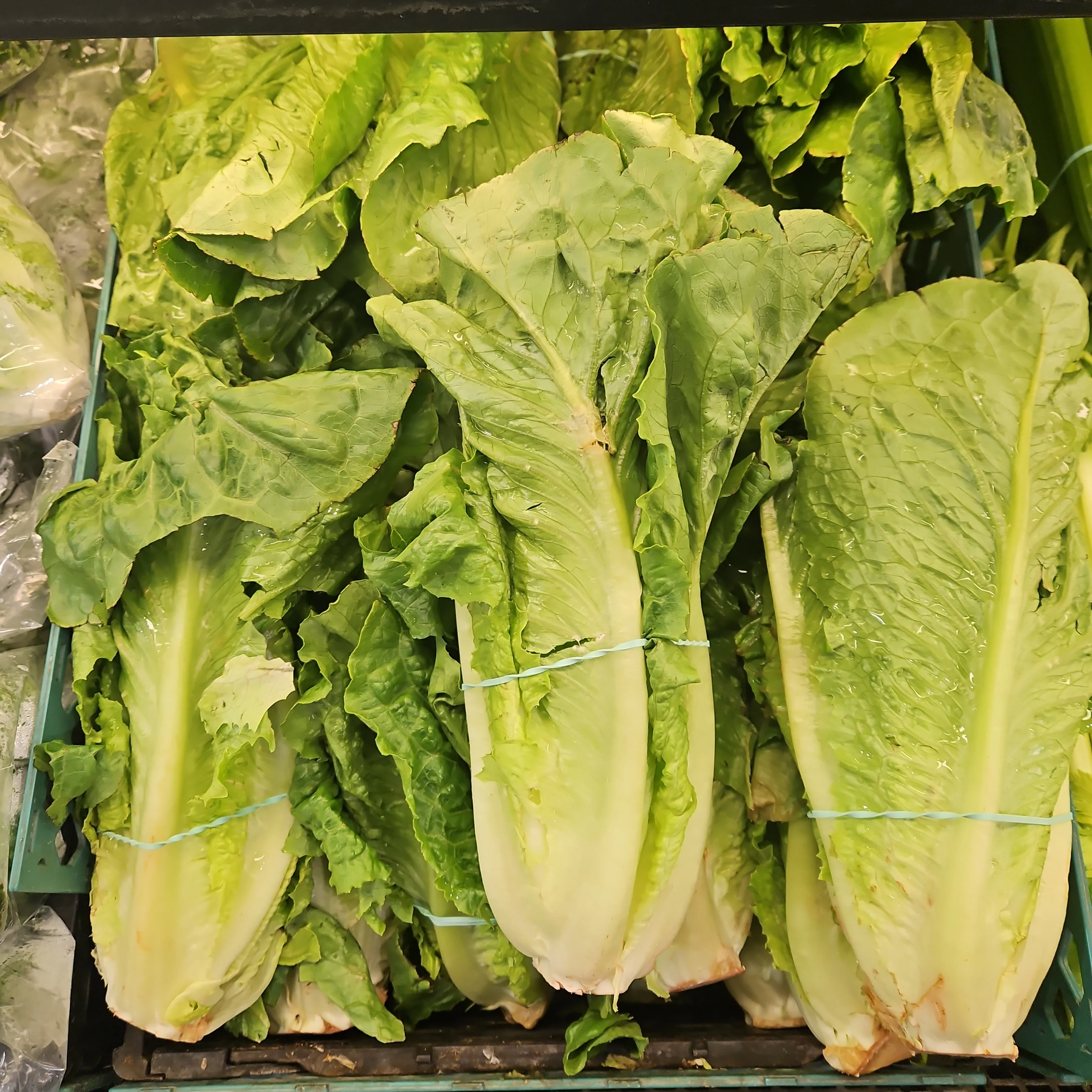 [Local Only]  ROMAINE LETTUCE ea , 로메인 상추 EA - Image 2