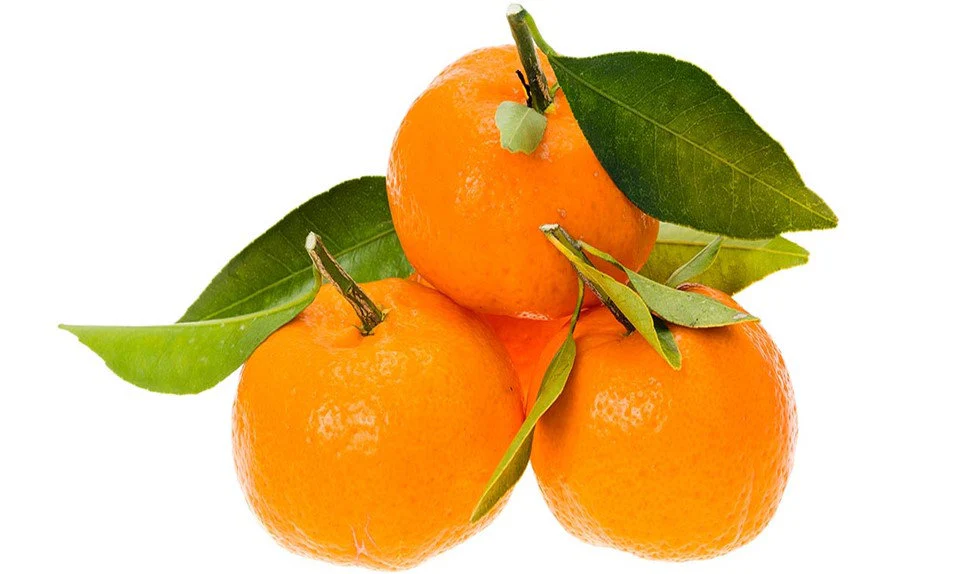 SATSUMA MANDARINESTEMLEAF LB , SATSUMA MANDARINE STEM LEAF LB