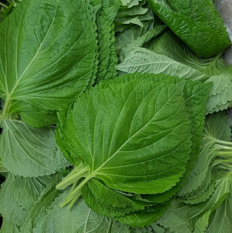 [LOCAL ONLY] SESAME LEAF BOX , 깻잎 , box