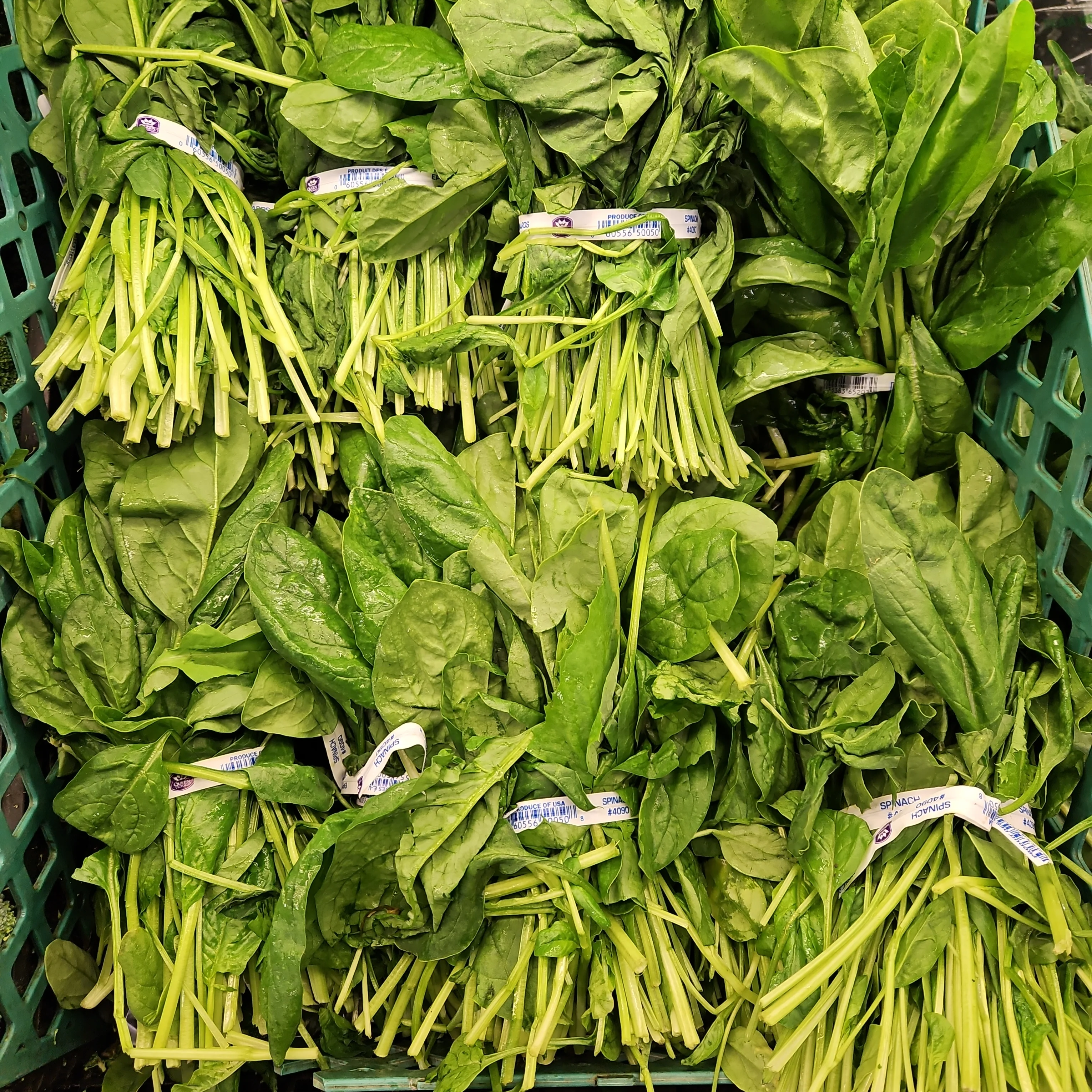 [Local Only ]  SPINACH ea, 미국 시금치 ea