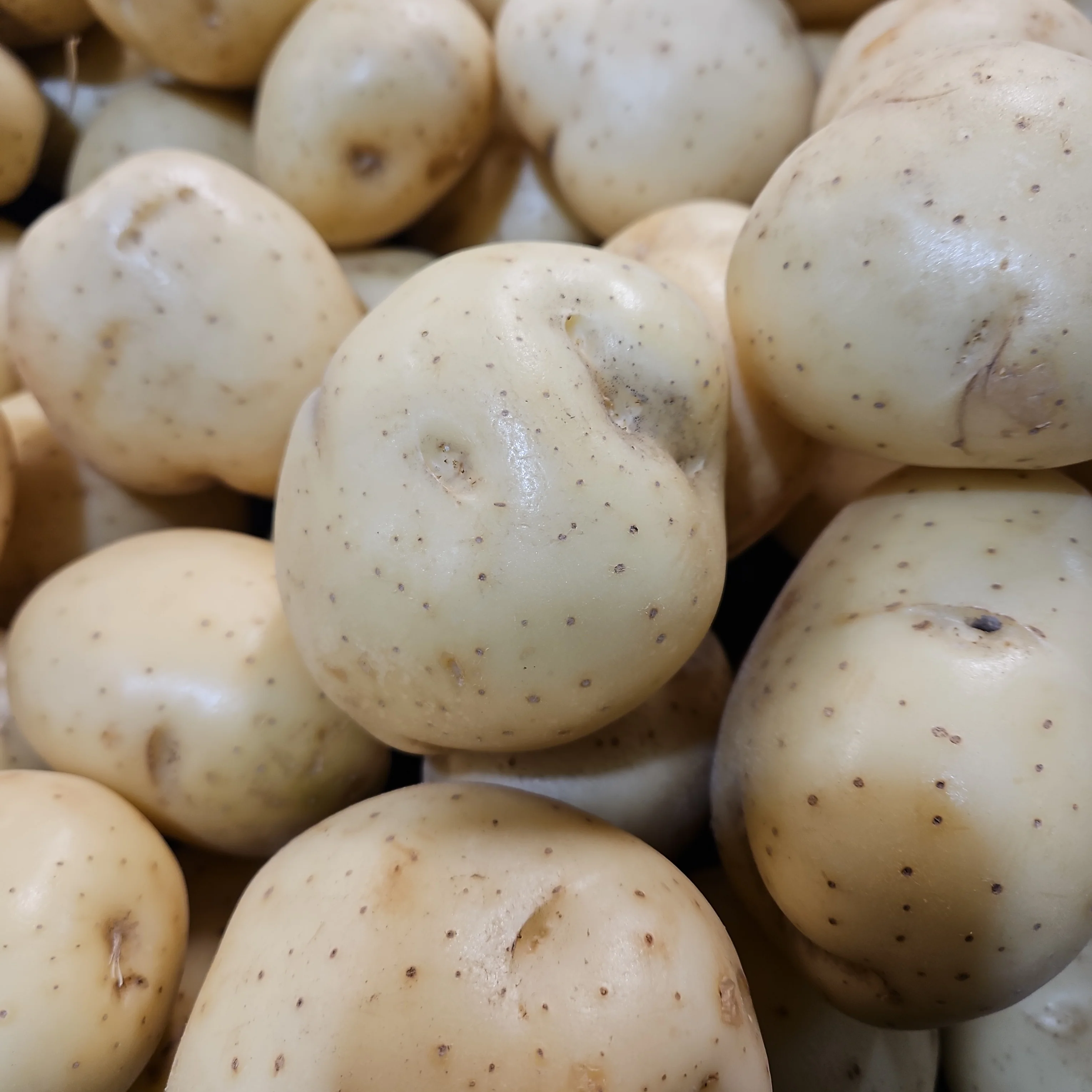 WHITE POTATO papa blanca LB , 흰 감자 LB (lb = 약 2개)