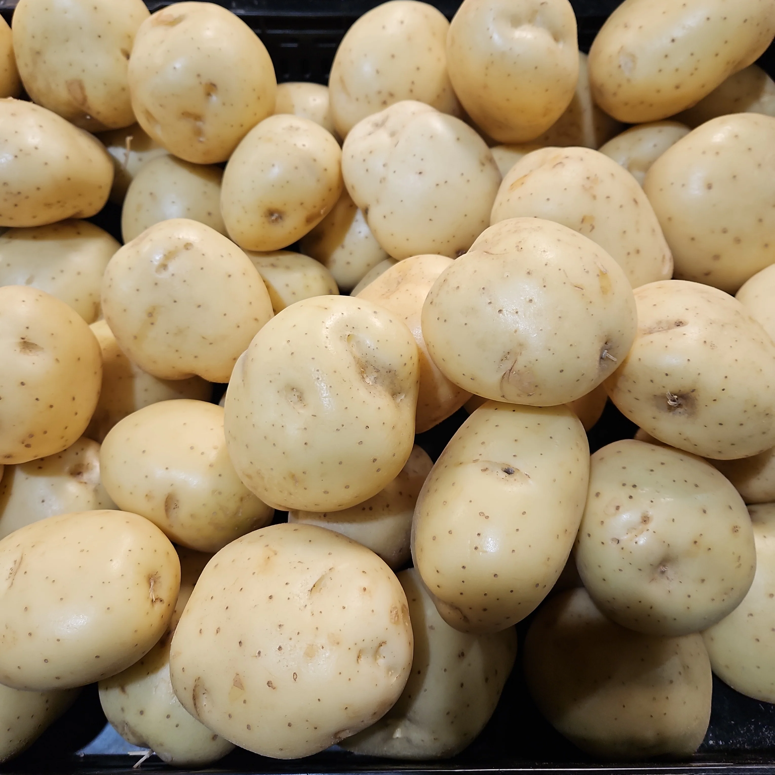 WHITE POTATO papa blanca LB , 흰 감자 LB (lb = 약 2개) - Image 2